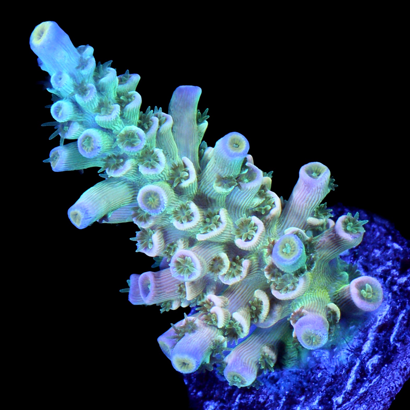 Daydream Tenuis Acropora Coral - 800 Grown