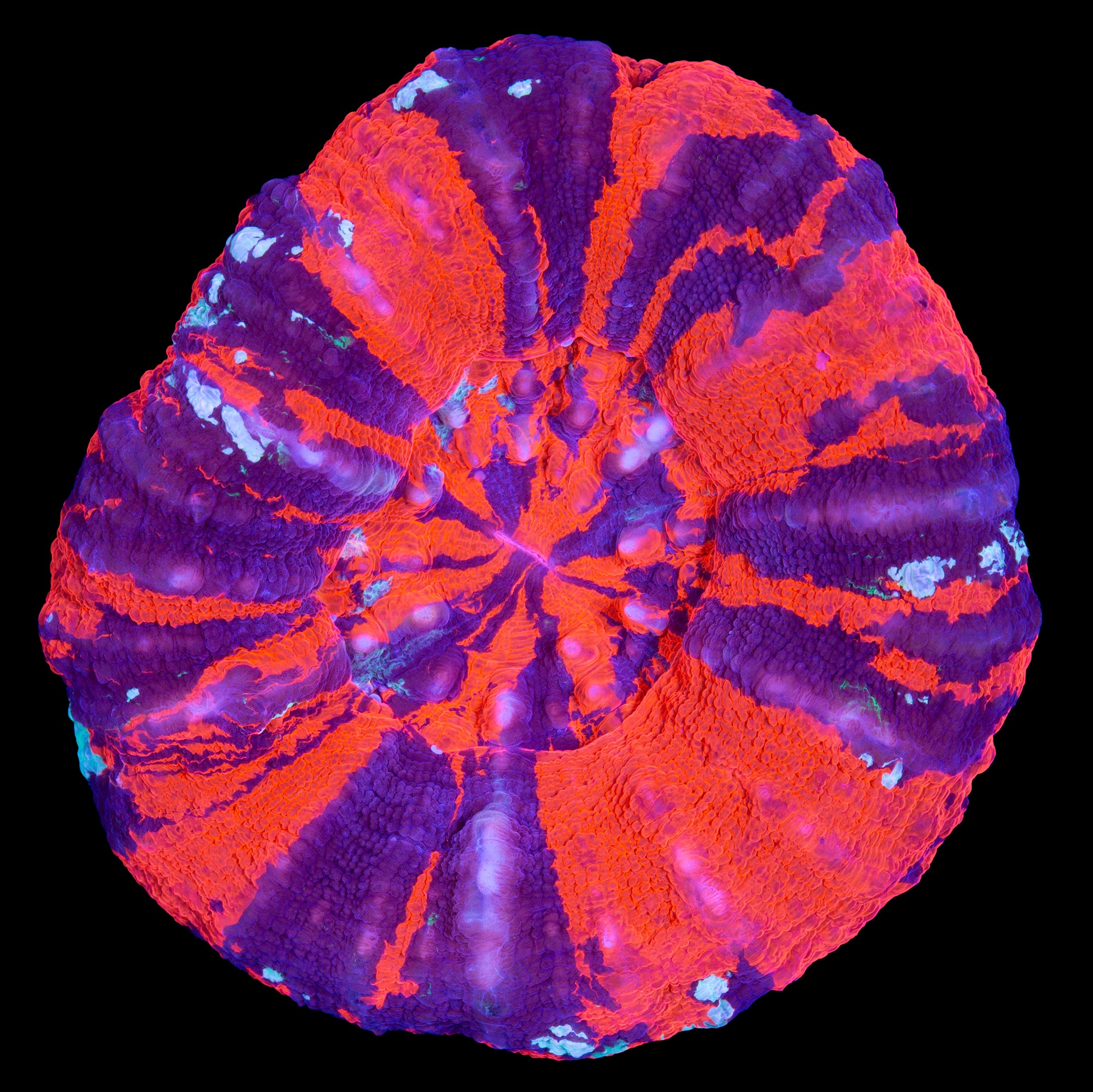 Ultra Warpaint Scolymia Coral