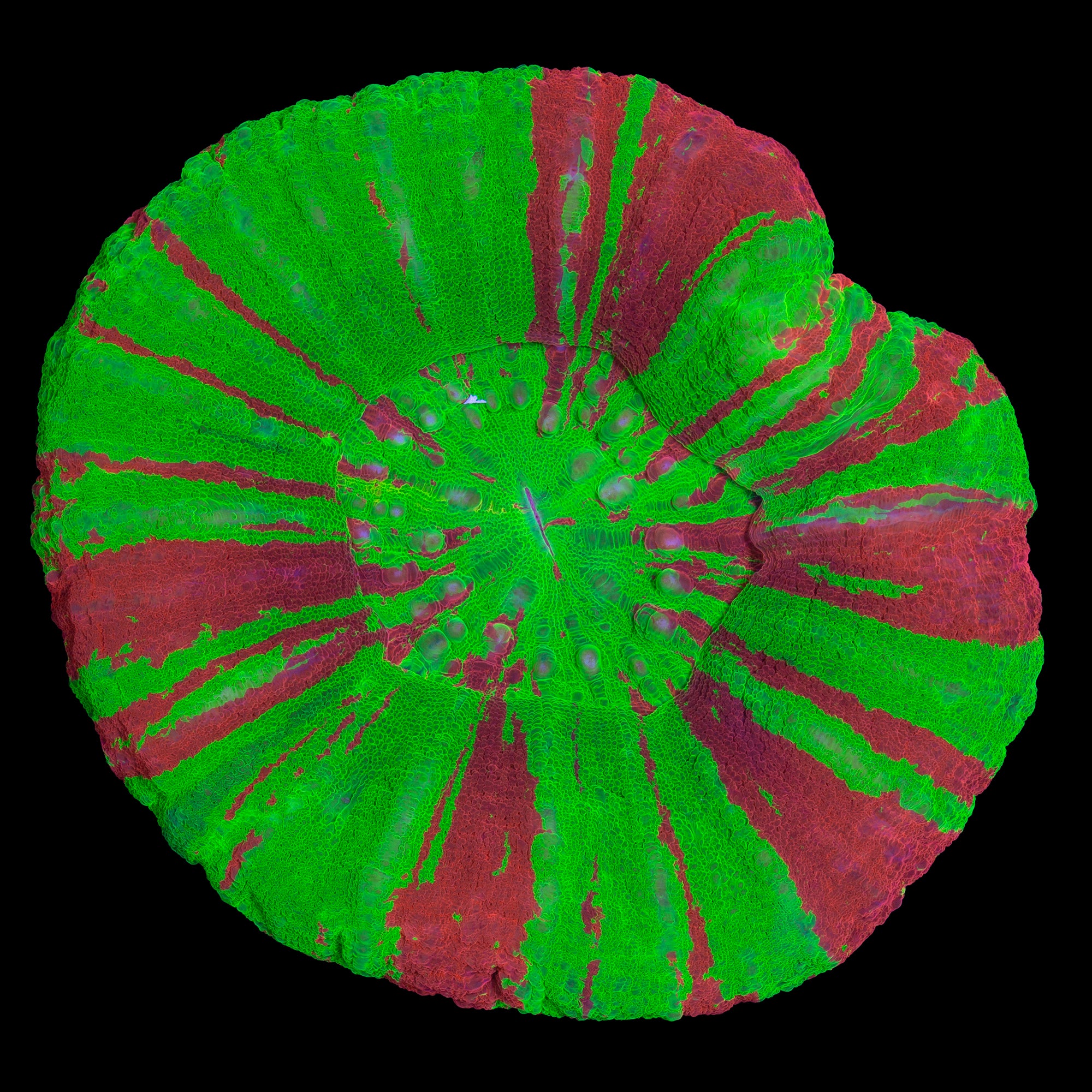 Ultra Bleeding Apple Scolymia Coral