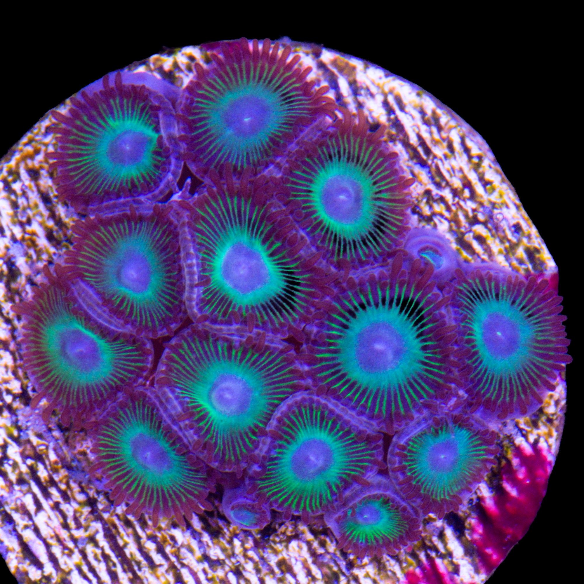 Hulk Zoanthids
