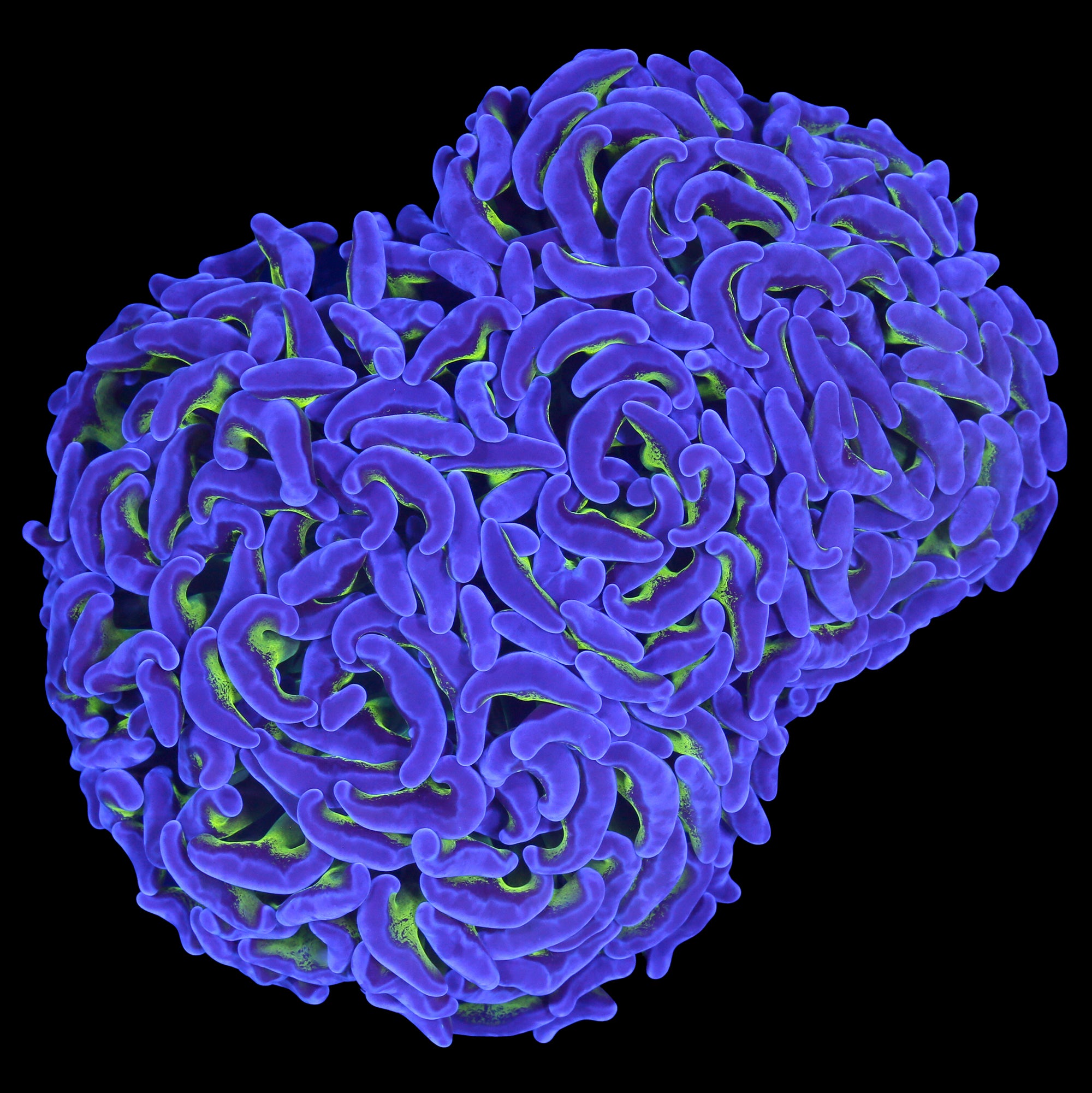 Purple & Green Branching Hammer Coral