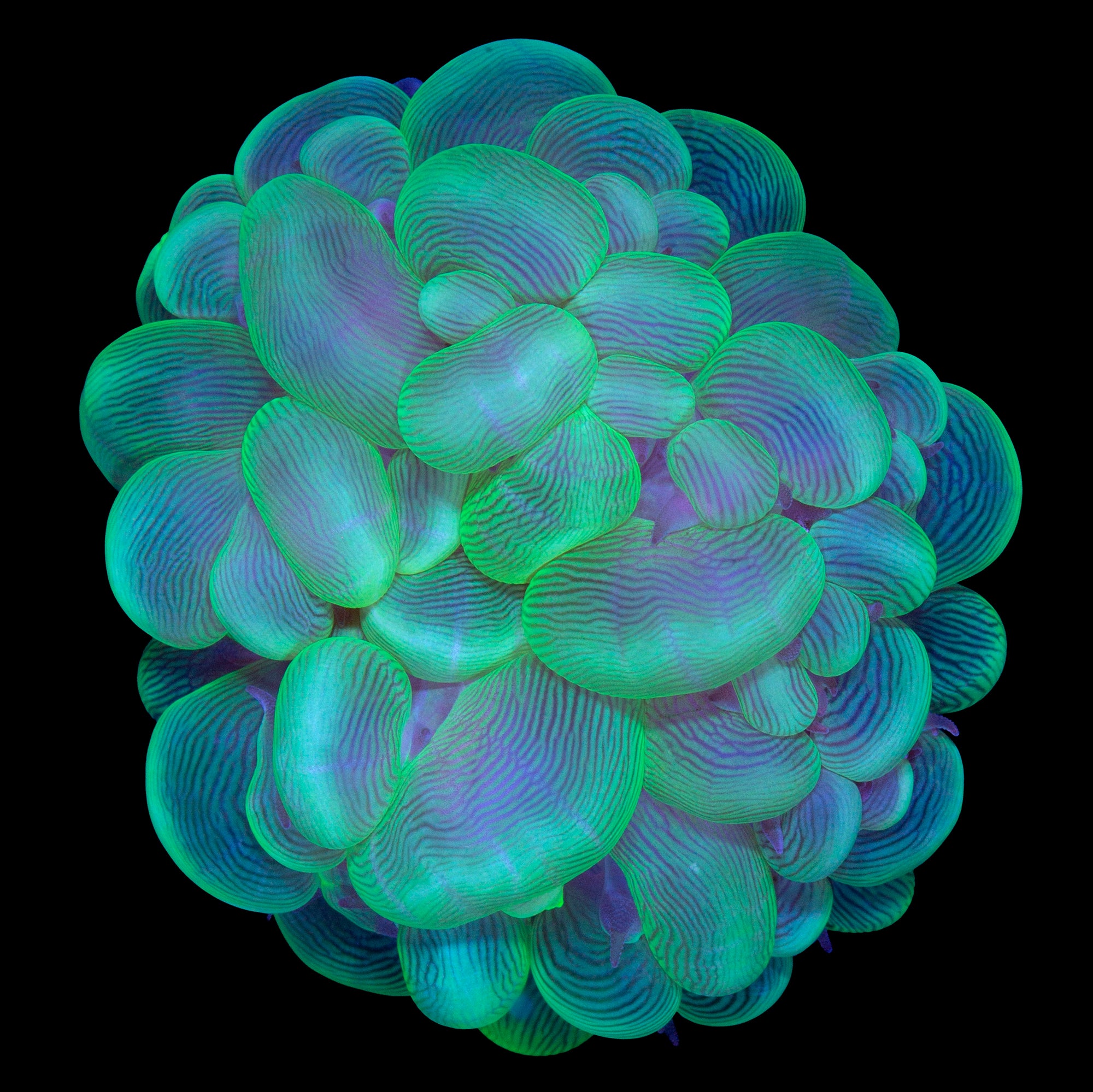Green Bubble Coral