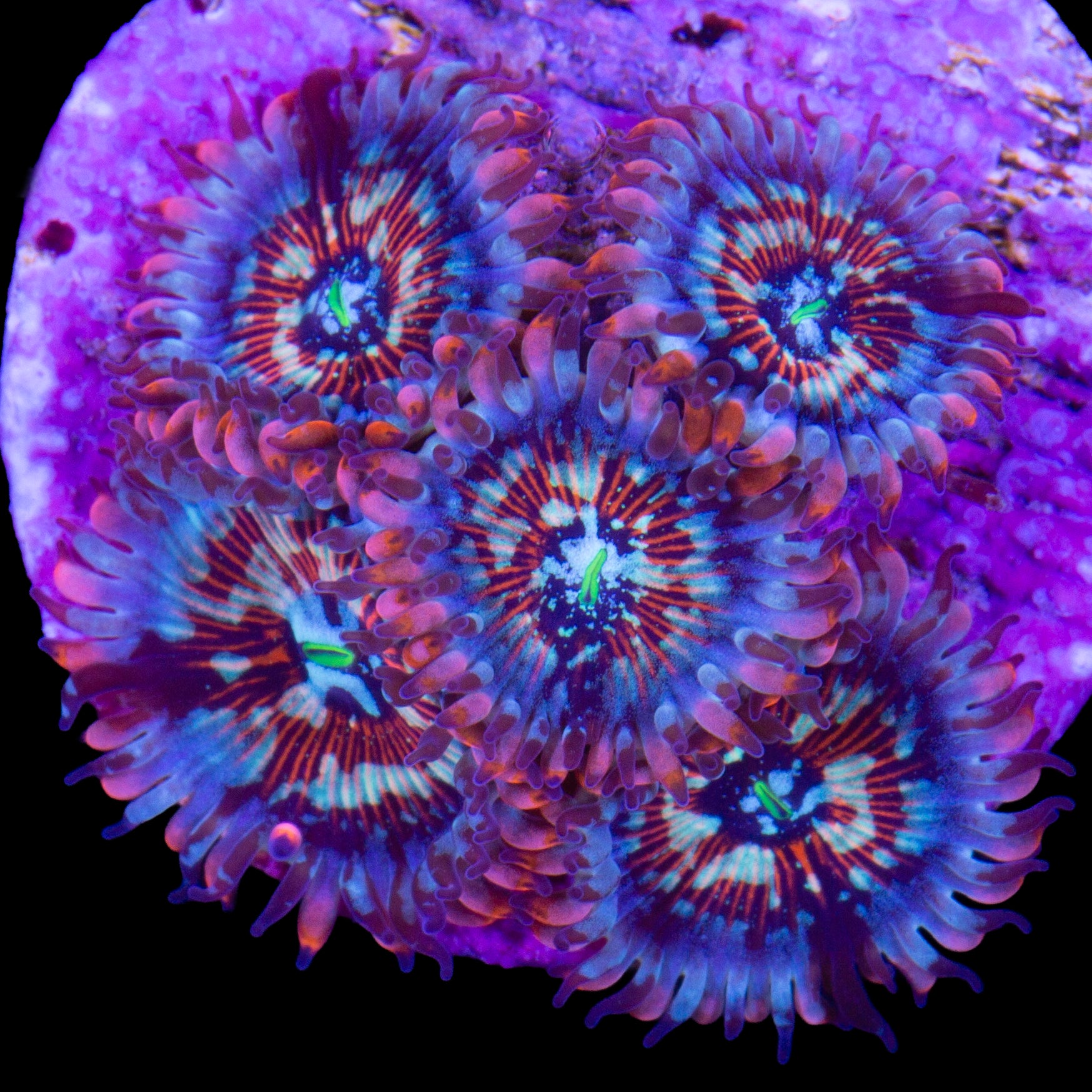 White Zombie Zoanthids