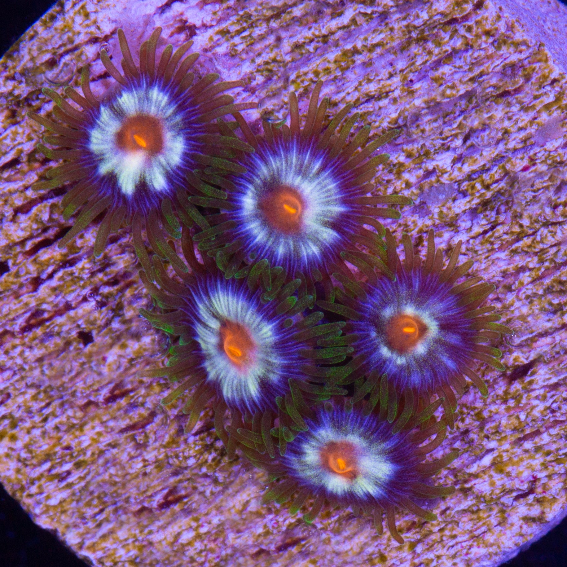 Daisy Cutter Zoanthids