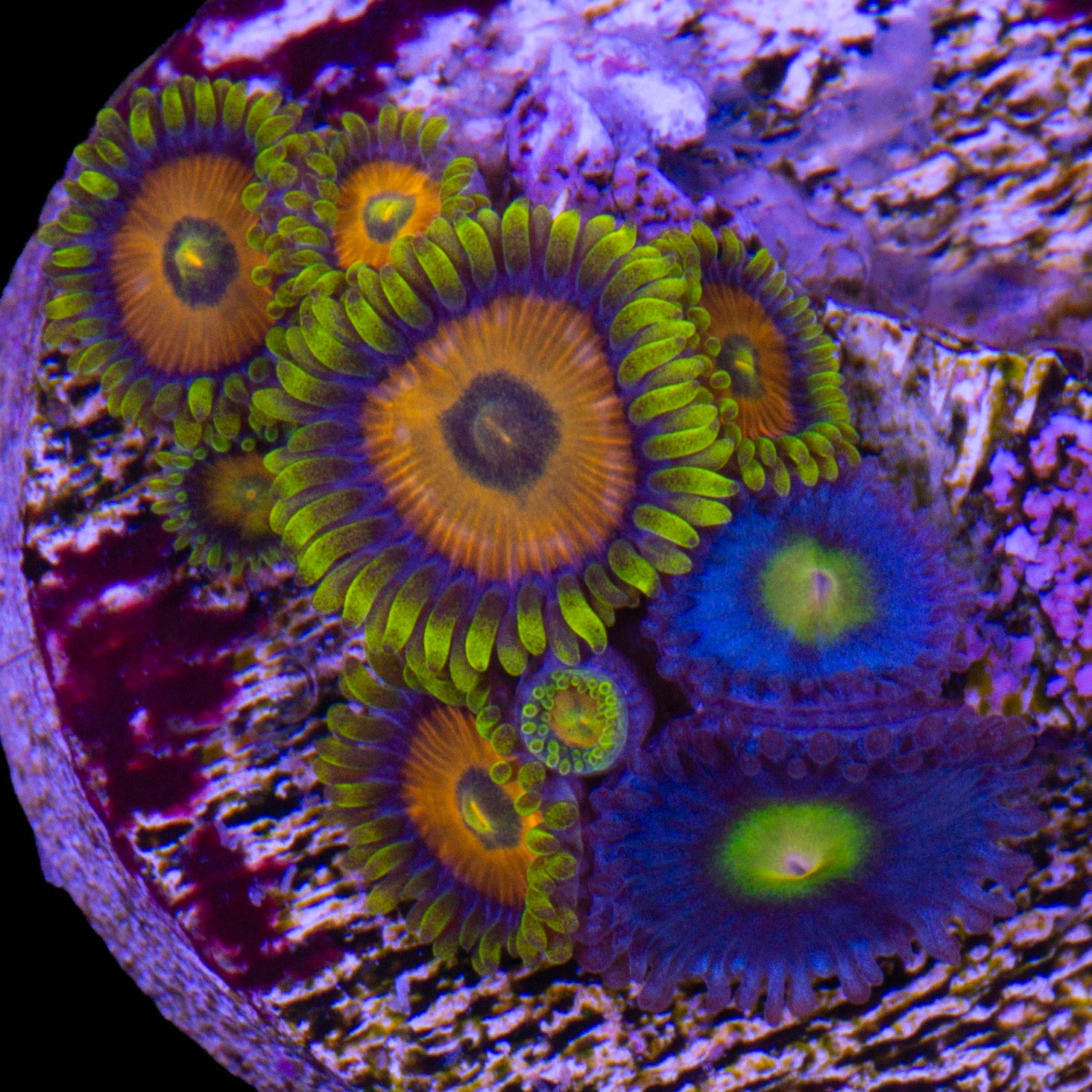 Sponge Bob AOI Zoanthid Combo