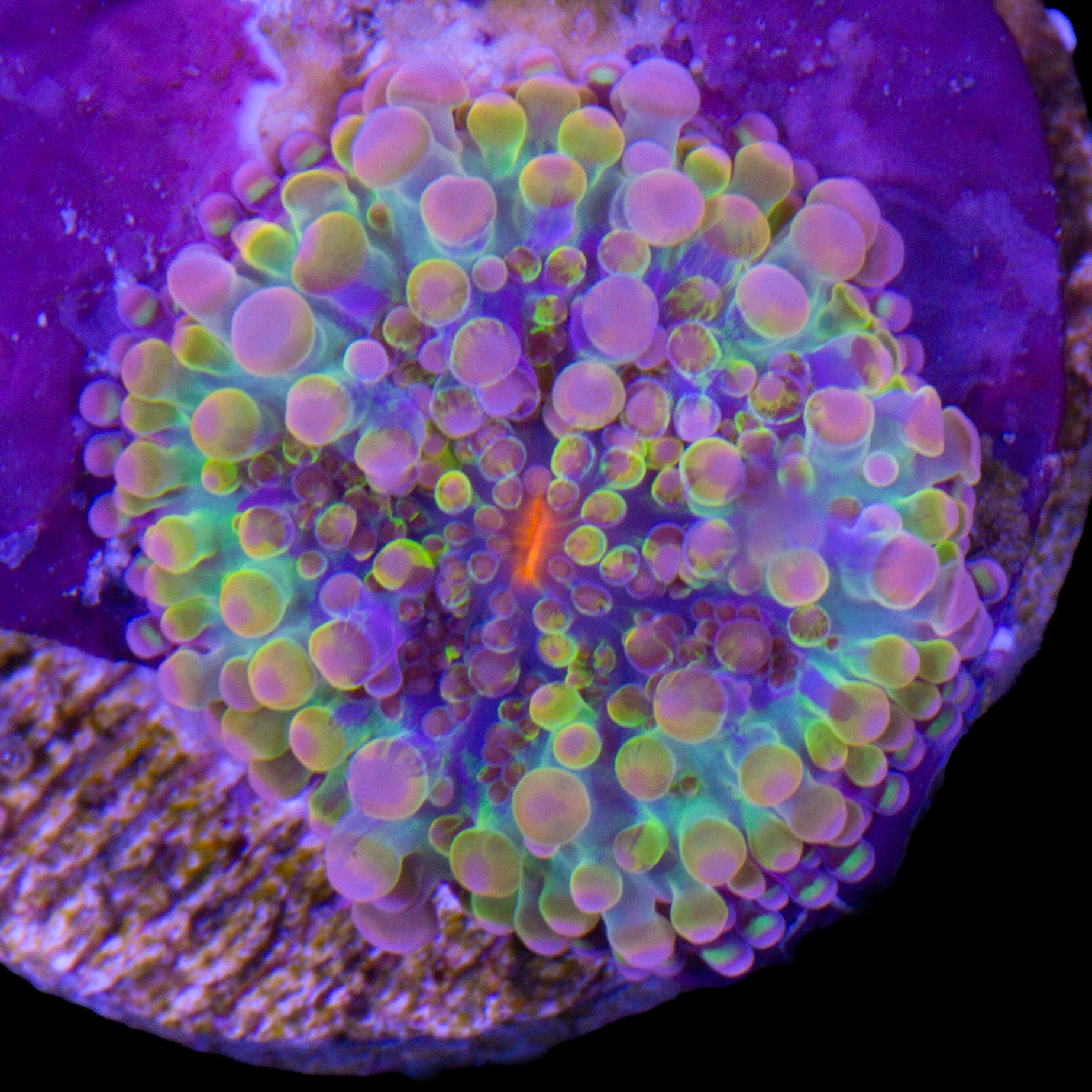 Solomon Islands Rainbow Ricordea Yuma Mushroom - Baby