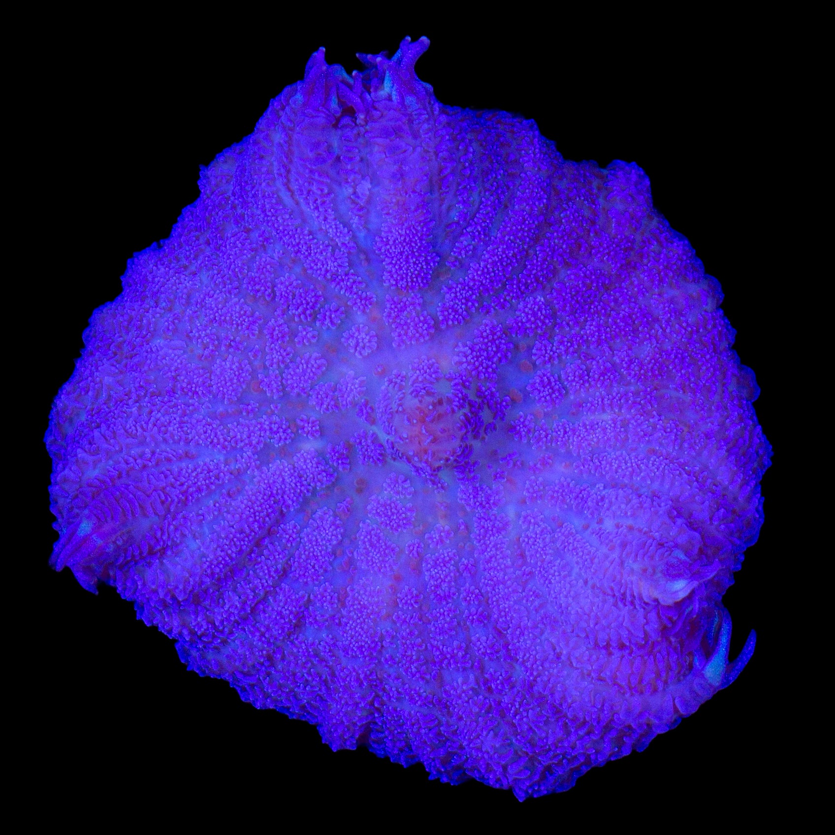 Purple Bullseye Mushroom
