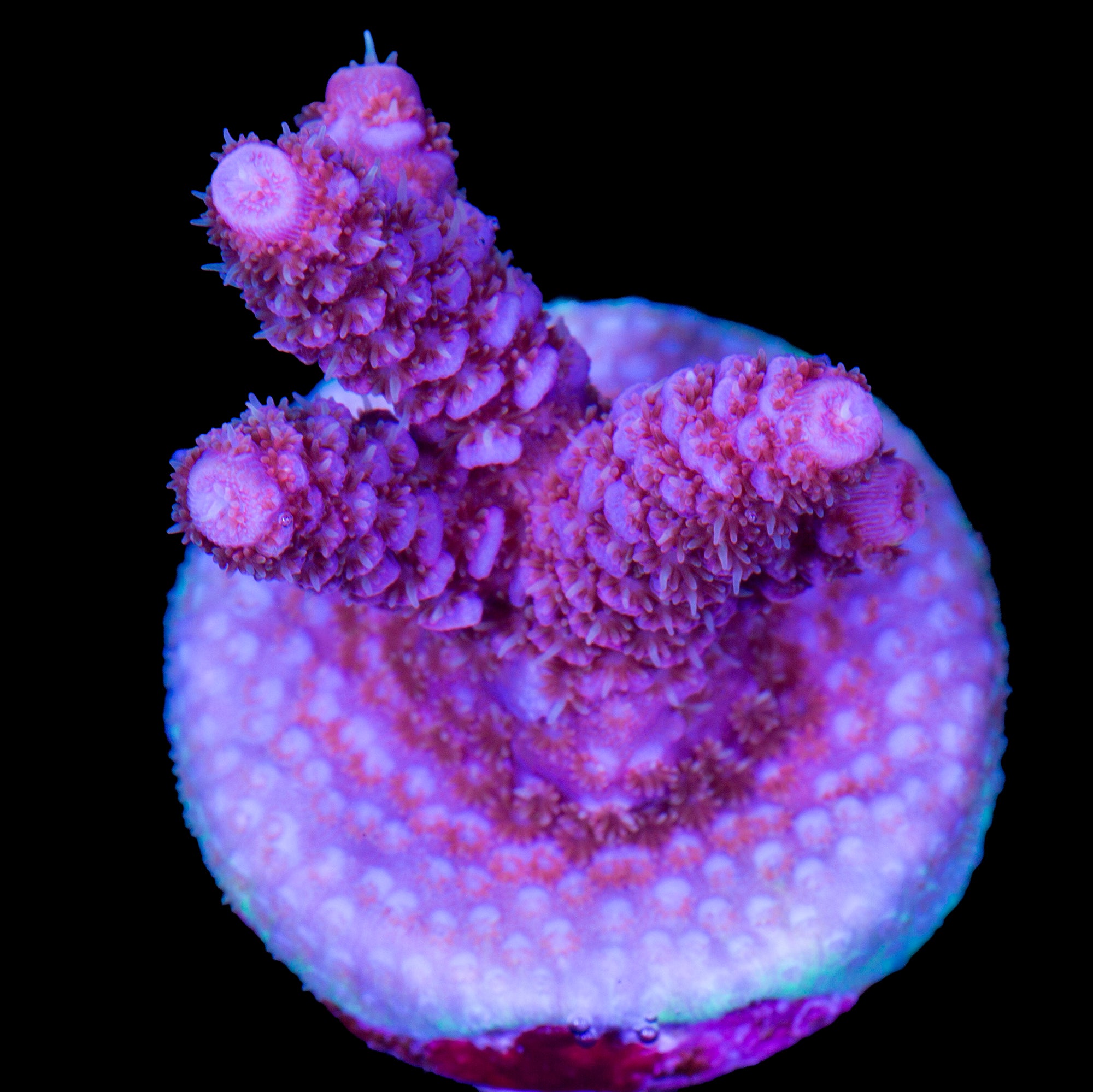 Blue Razz Millepora Acropora Coral
