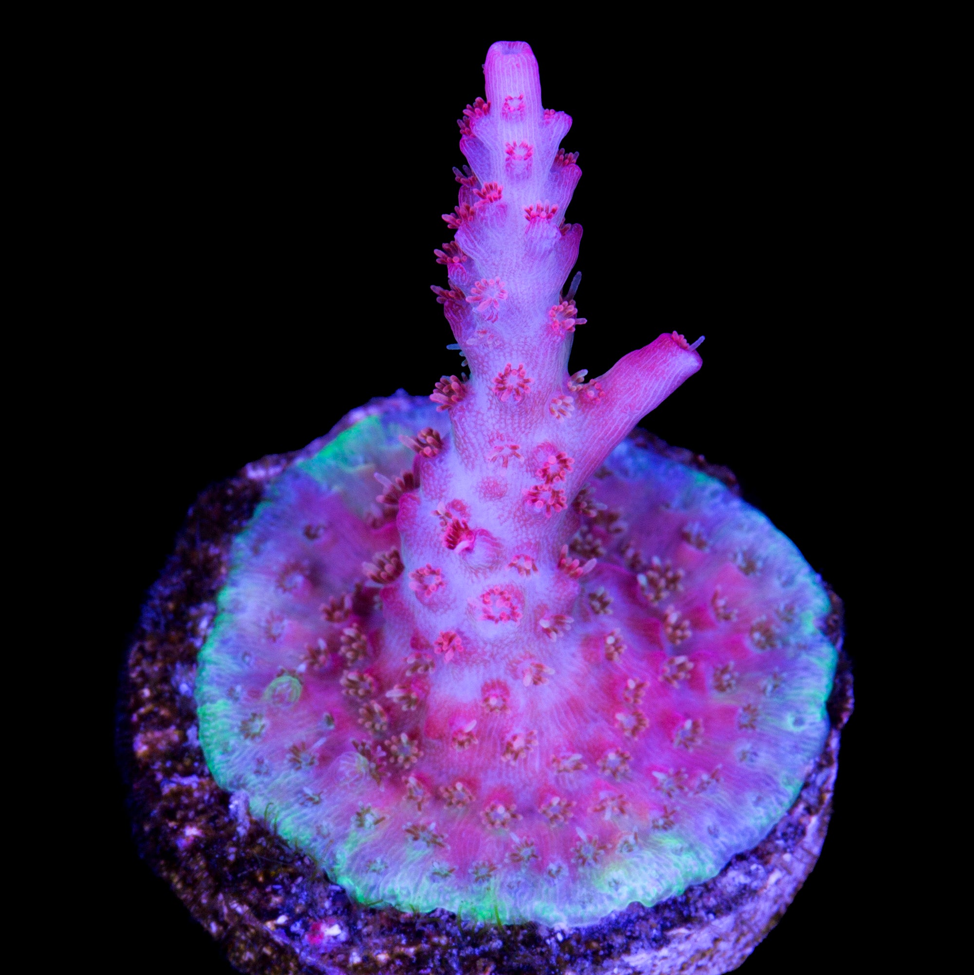 Cofefe Acropora Coral