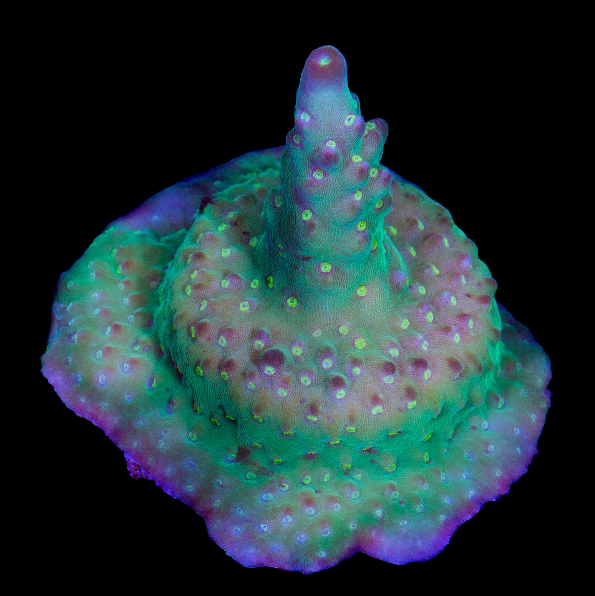 Buzz Lightyear Acropora Coral