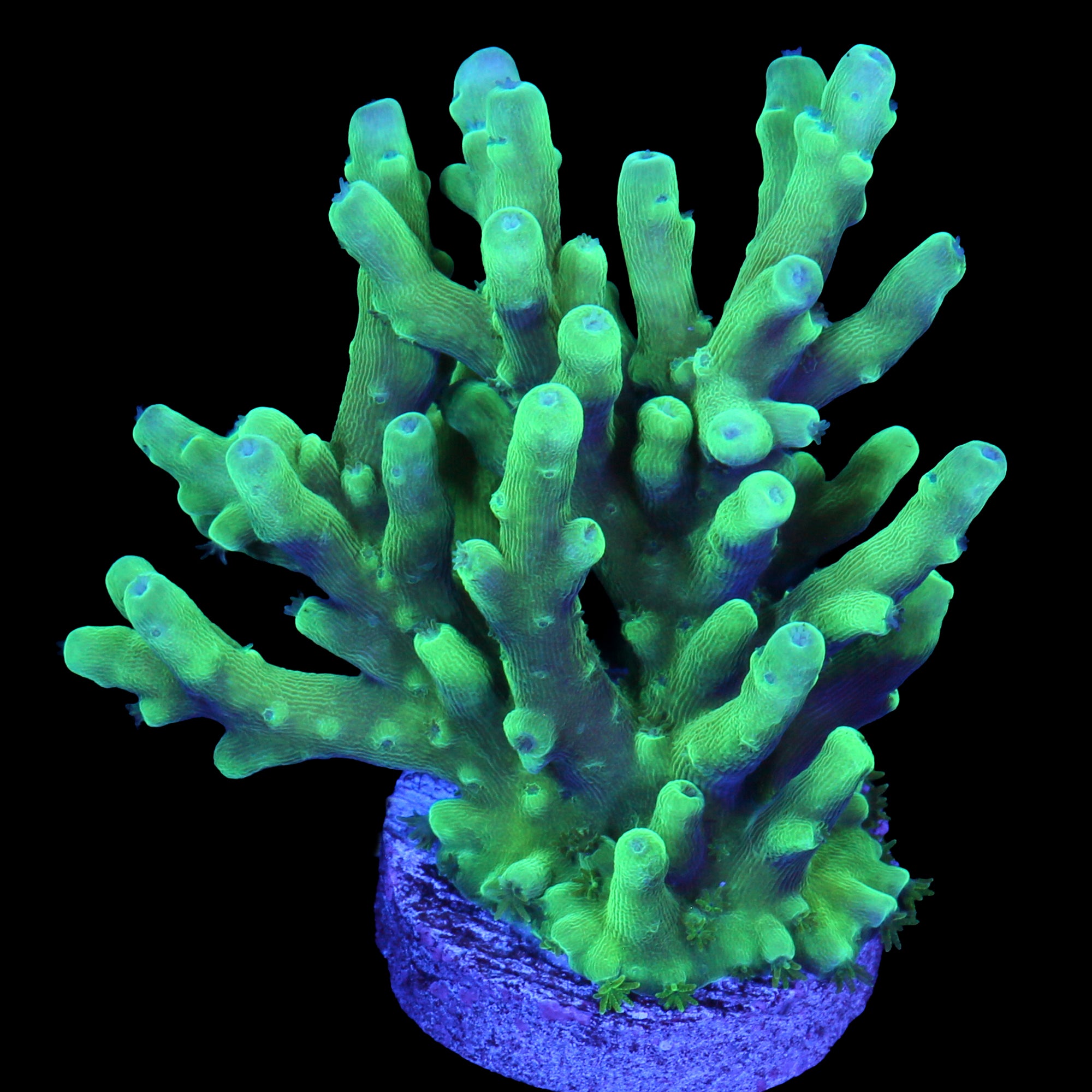Emerald Abyss Acropora Coral - Lg Frag