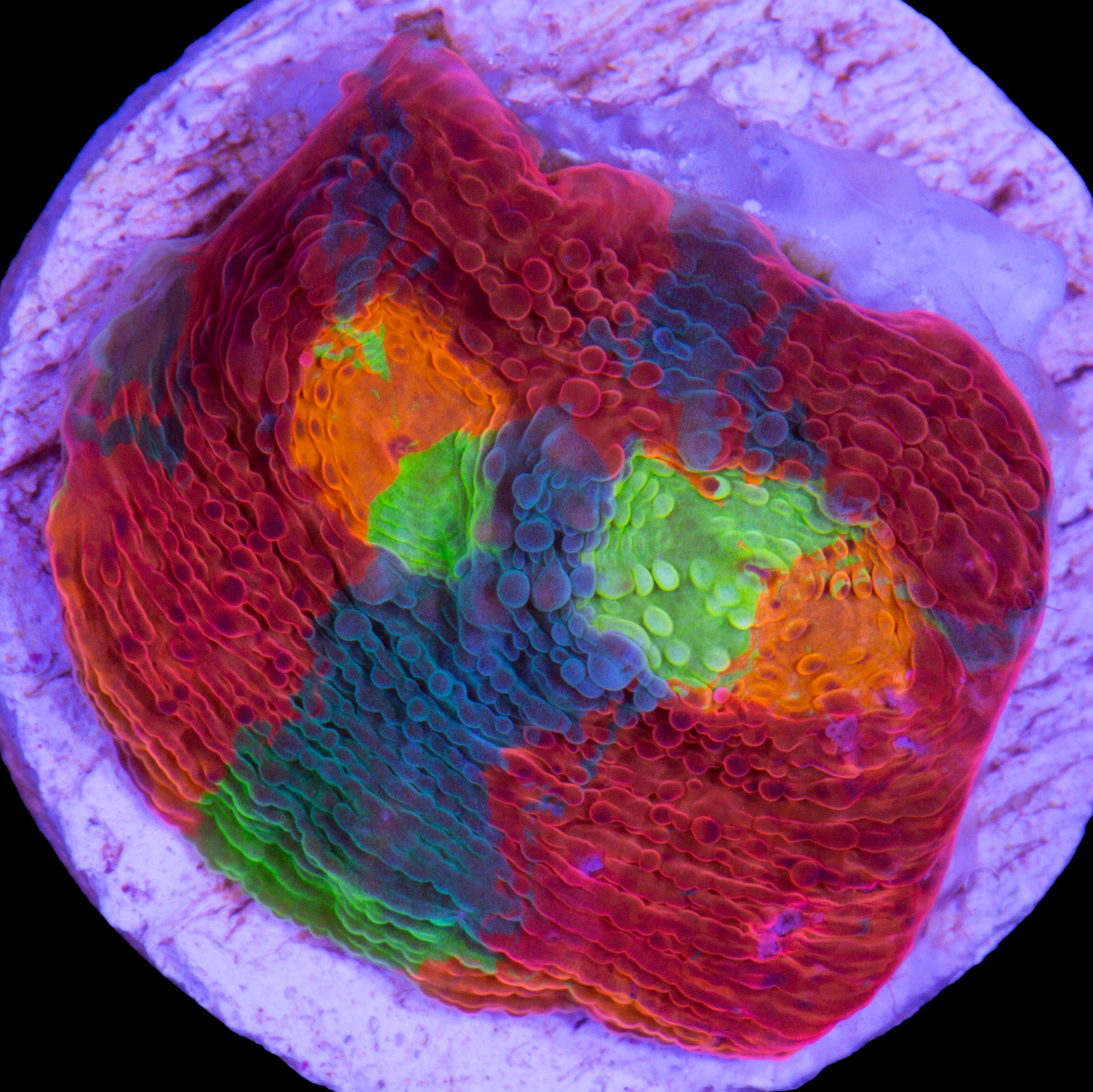 Vivid's Rainbow Unicorn Echinophyllia Coral - 800 Grown