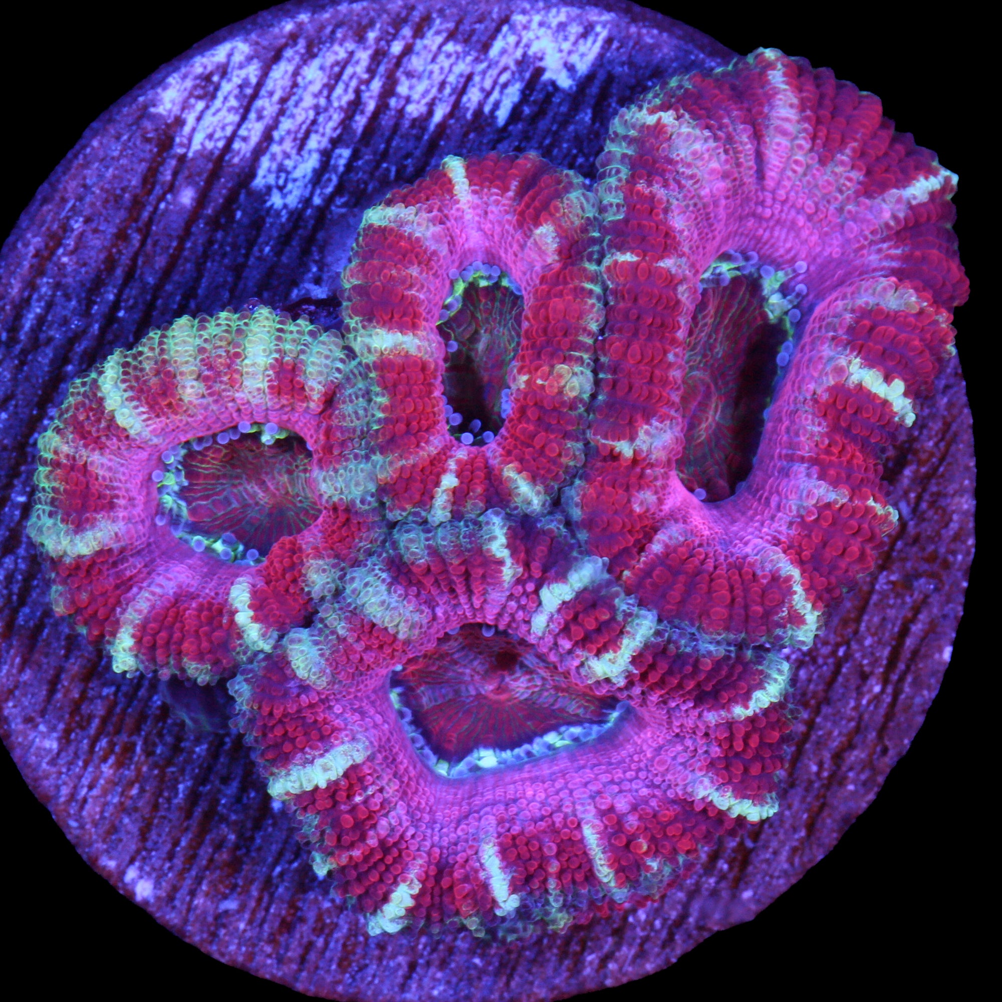 Cotton Candy Acan Coral