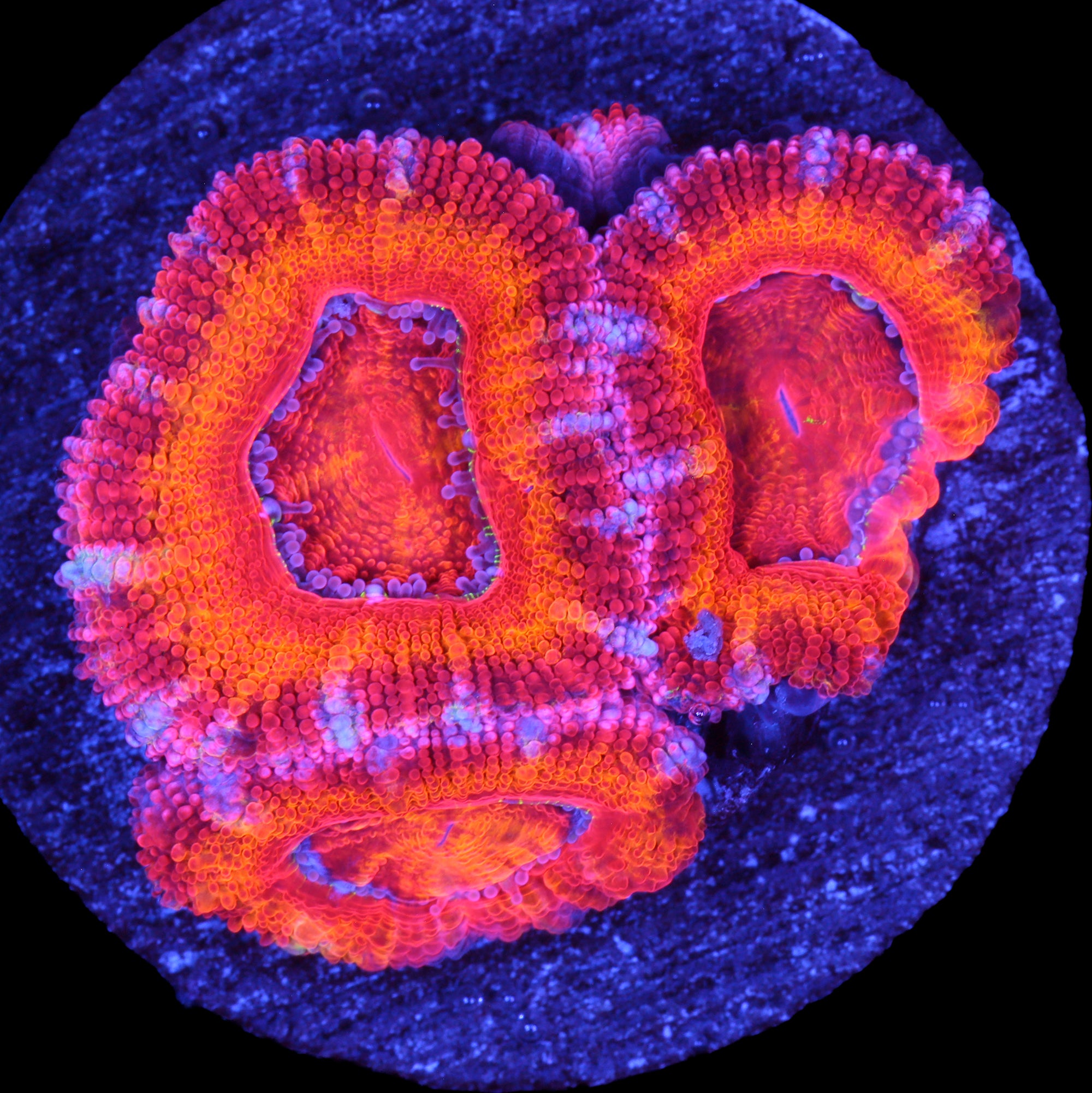 Rainbow Acan Coral