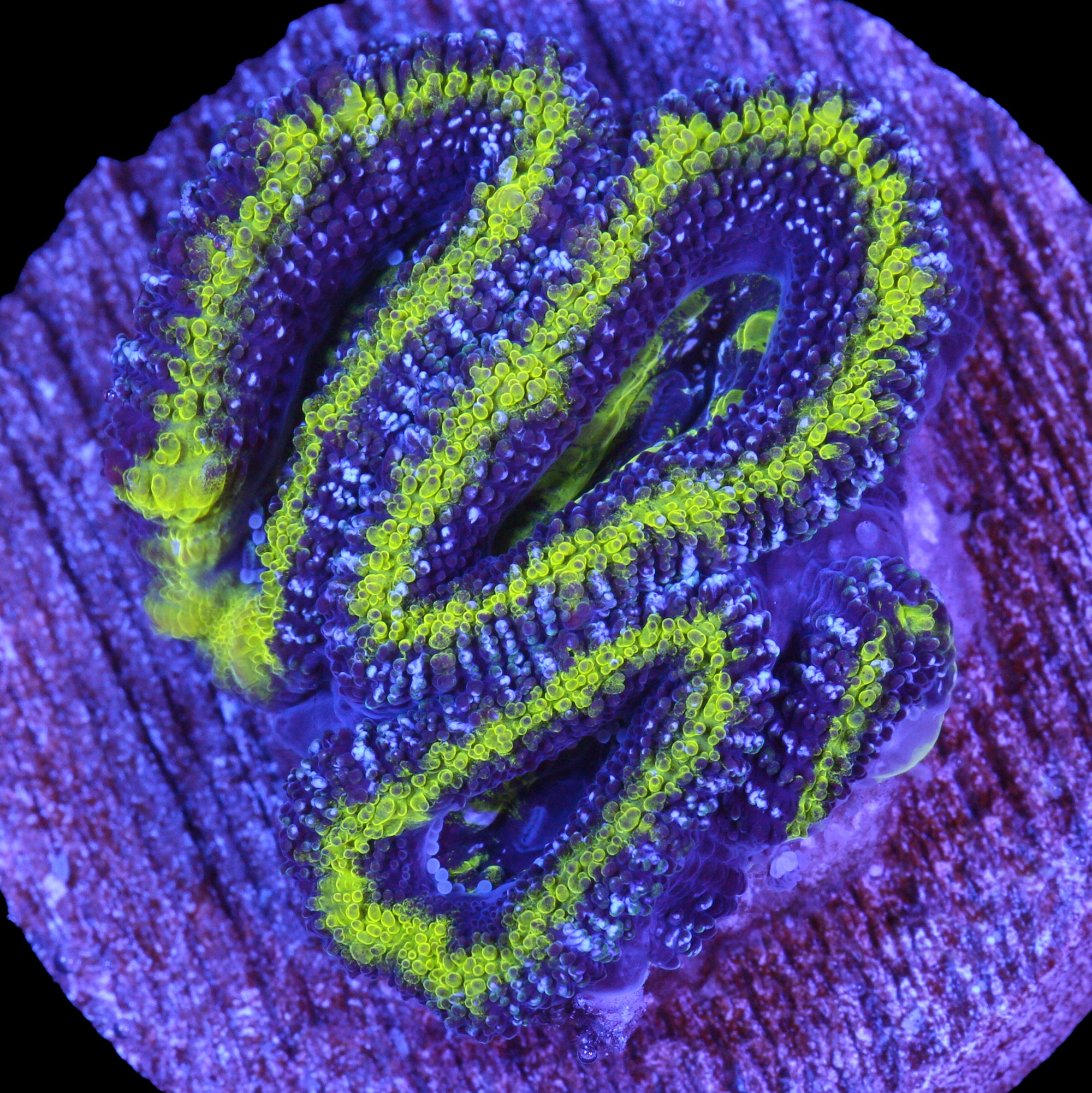 Toxic Acan Coral