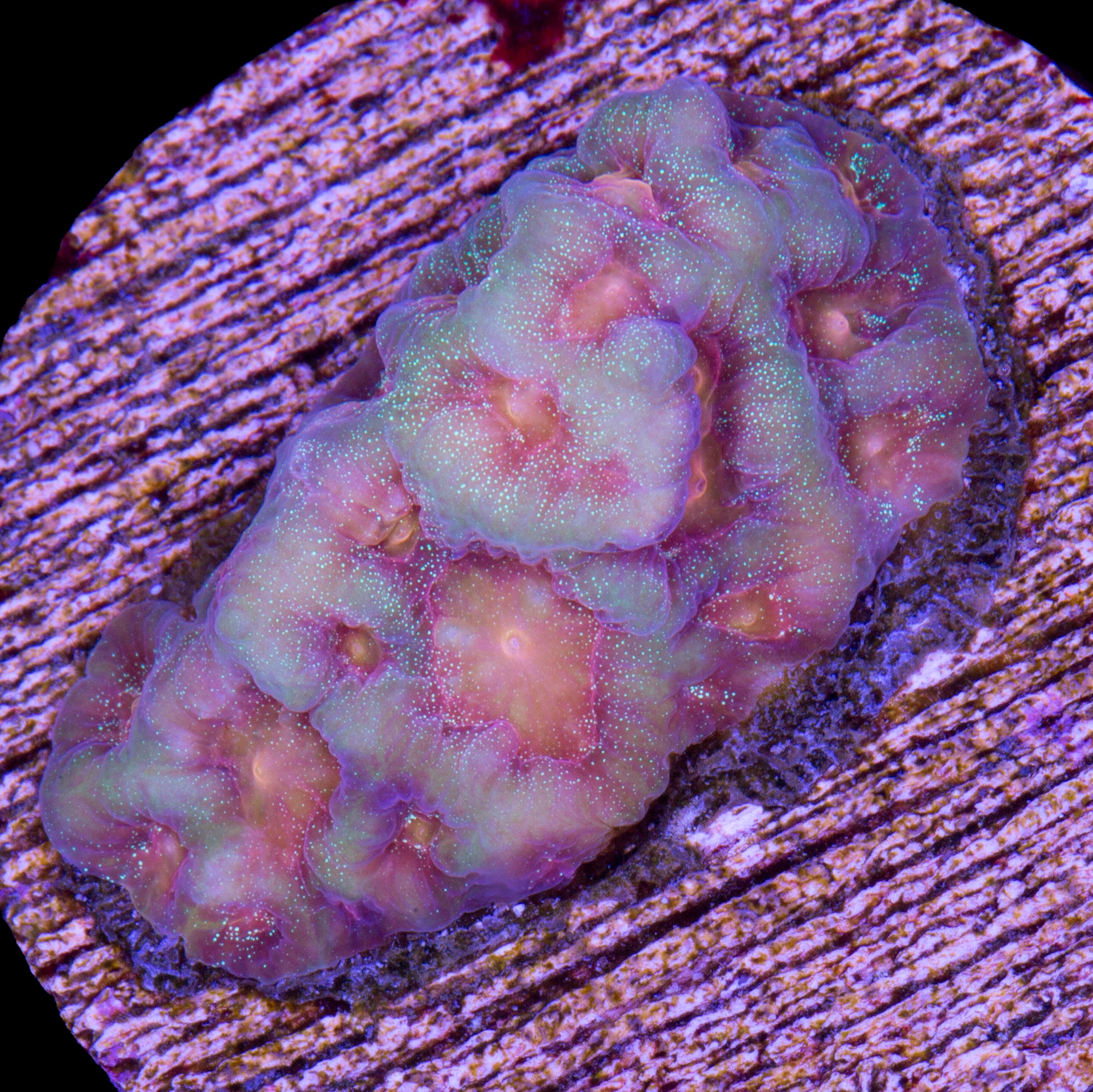 Baby's Breath Favia Coral