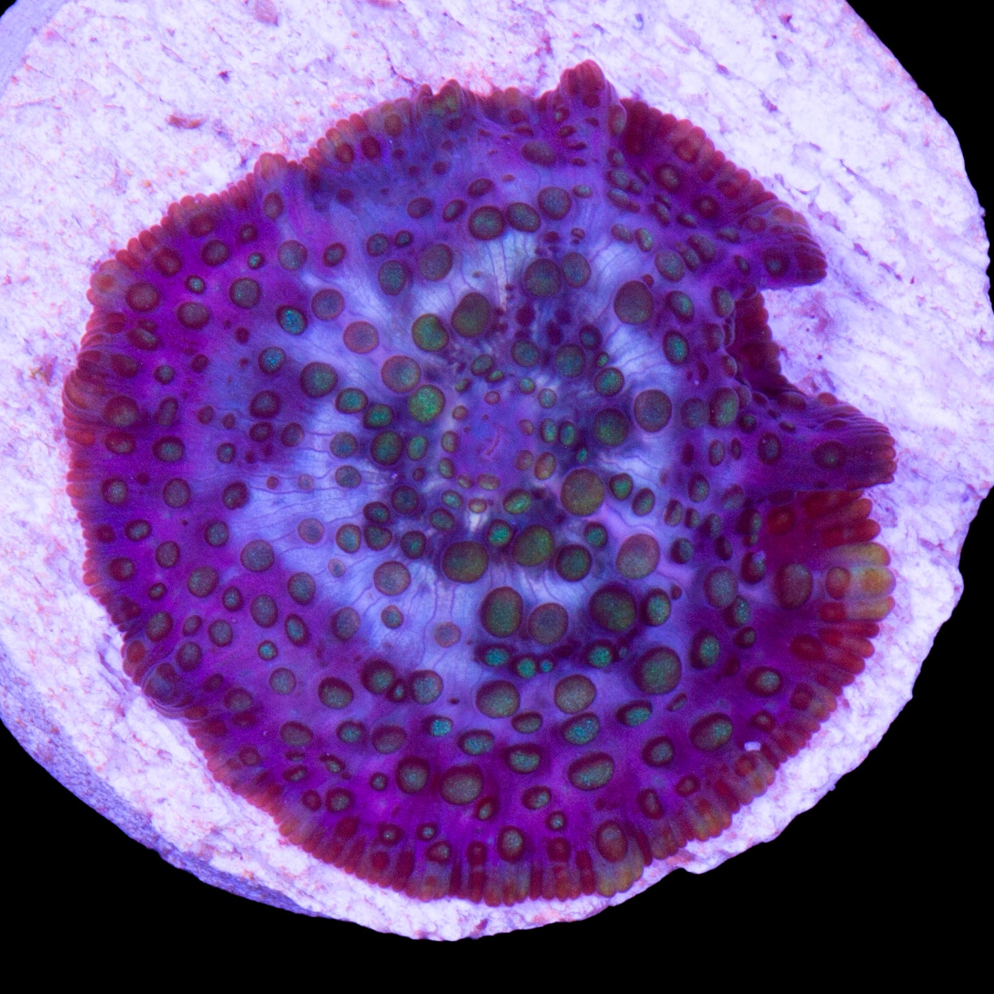 Lava Lamp Mushroom - Baby