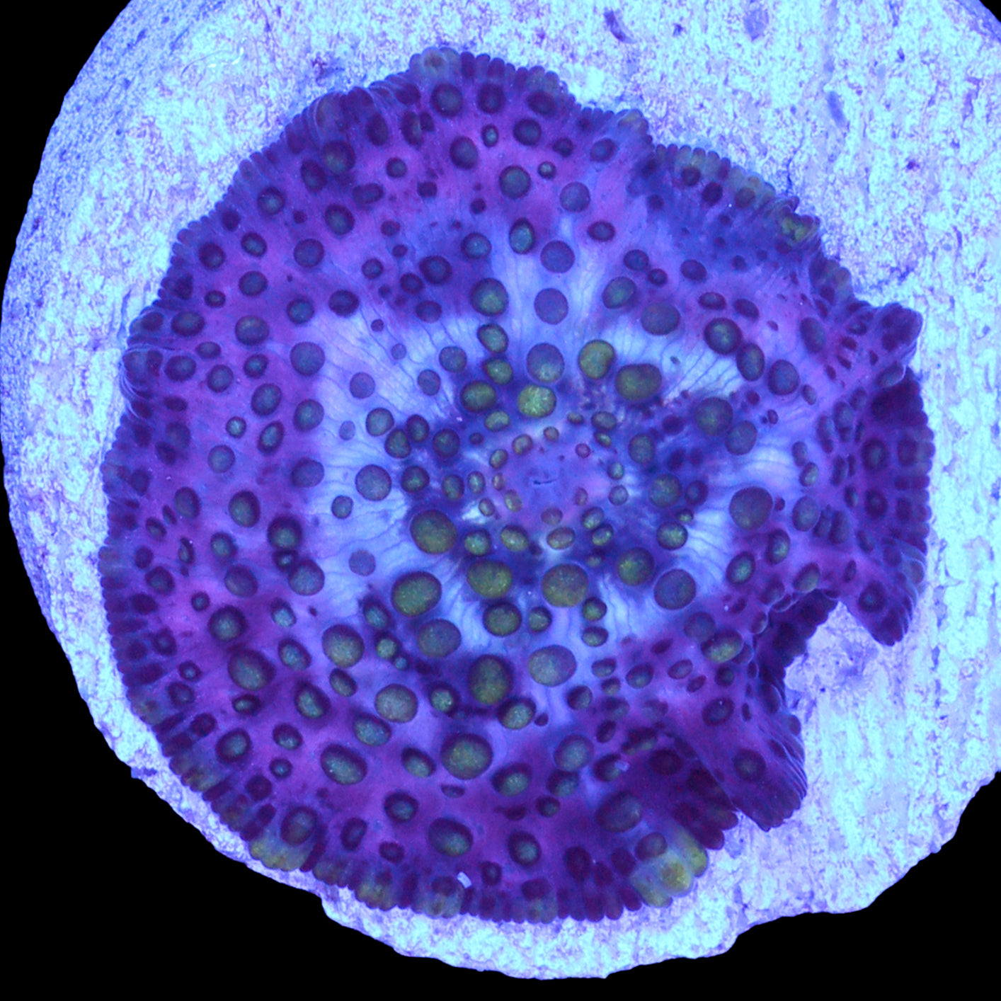 Lava Lamp Mushroom - Baby