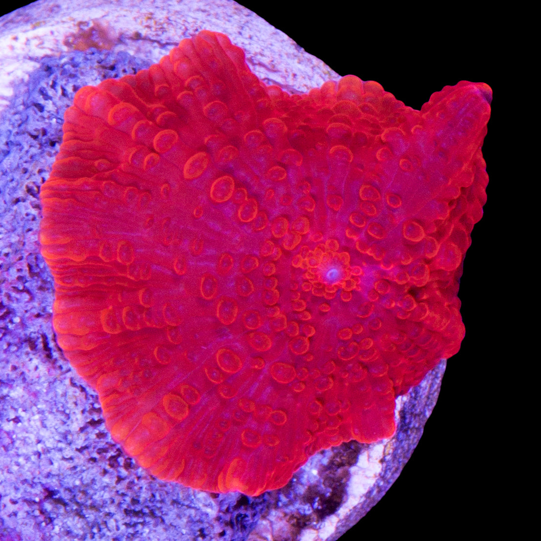 Blood Red Discosoma Mushroom
