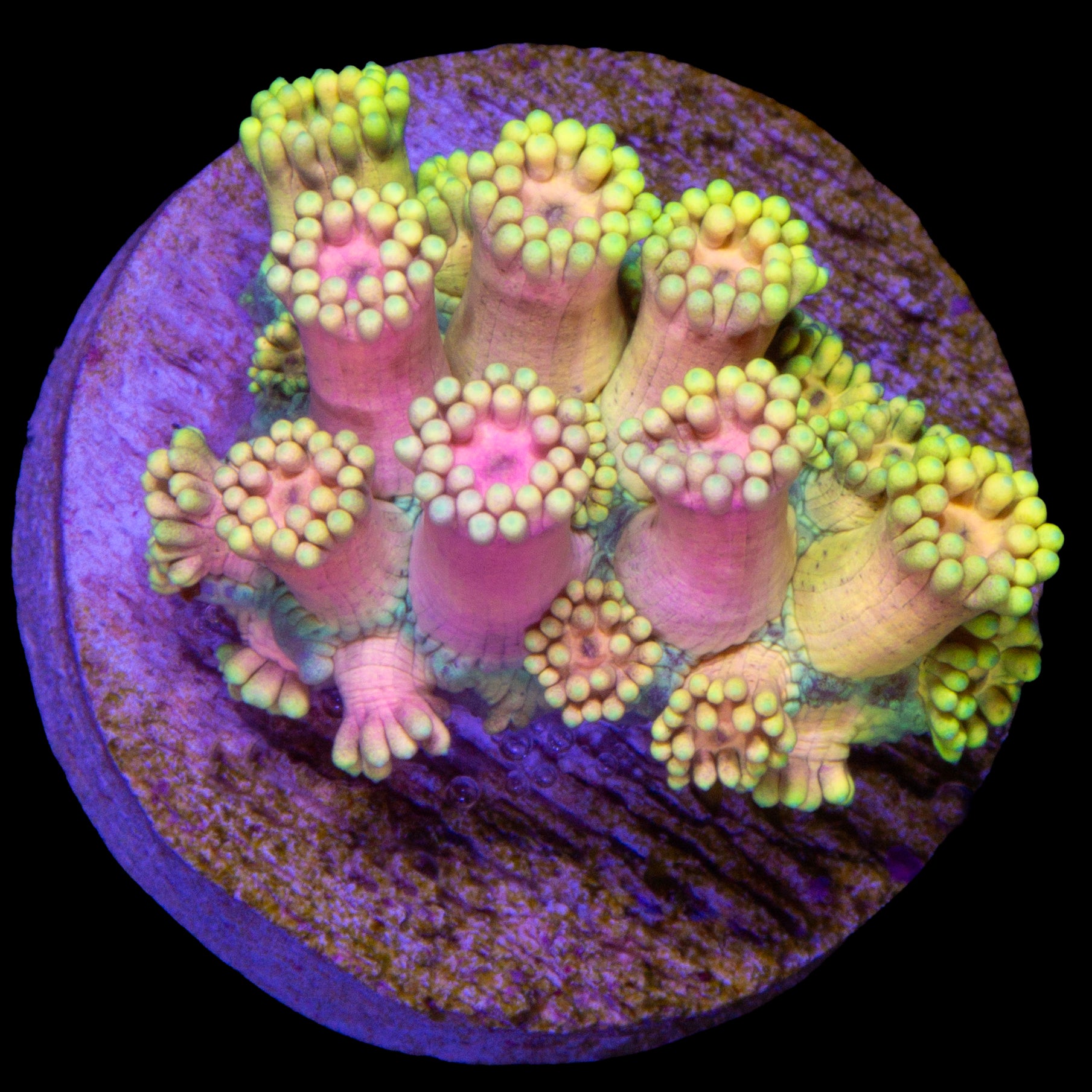 Pastel Goniopora Coral
