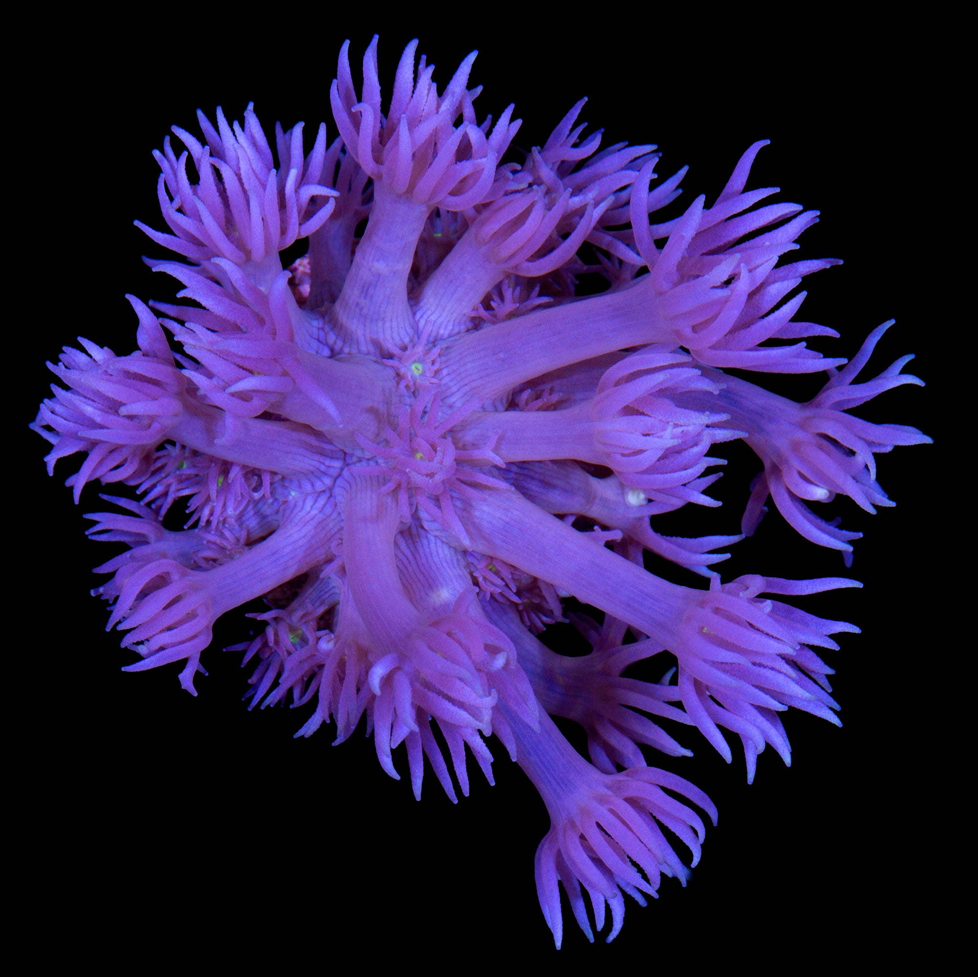 Yellow Eye Purple Goniopora Coral