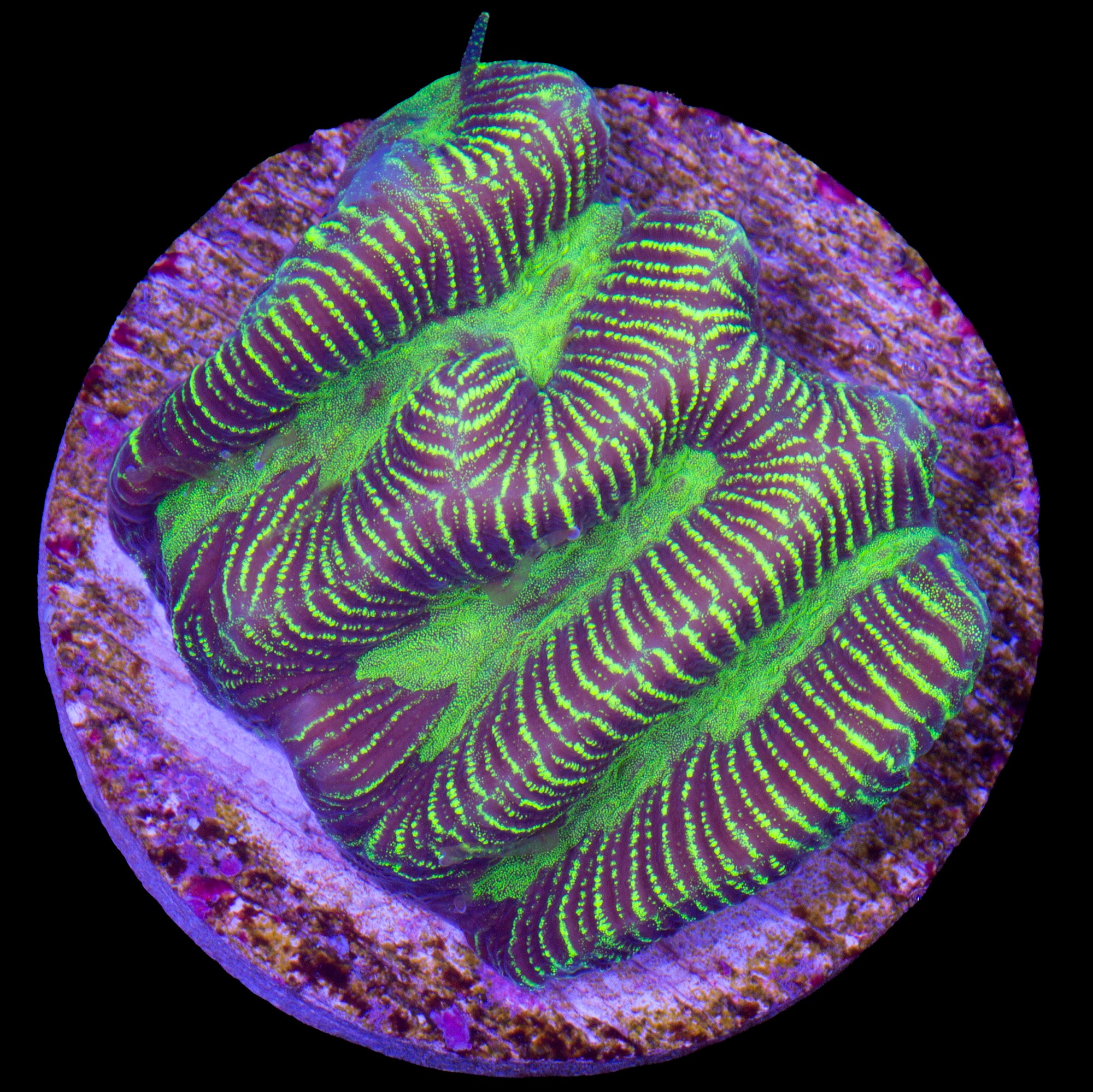 Static Maze Brain Coral