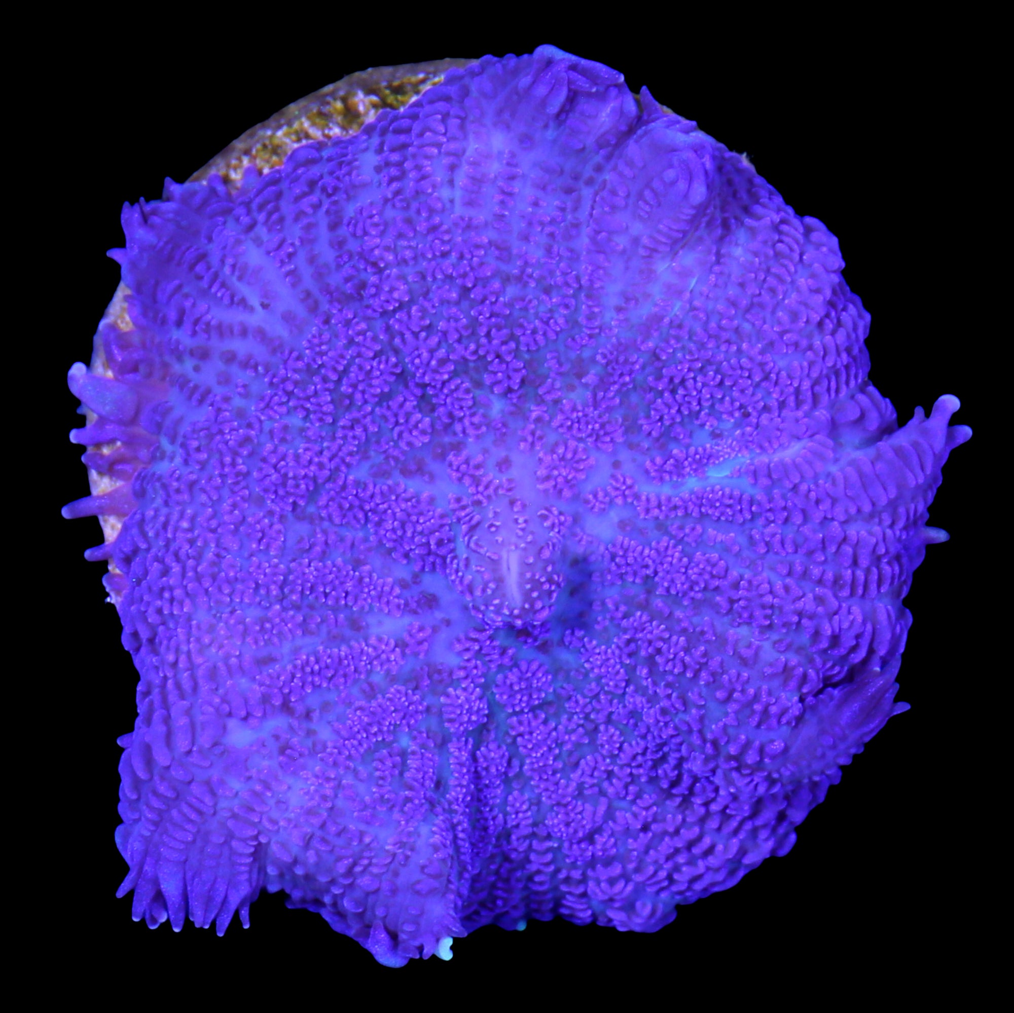 Purple Bullseye Mushroom