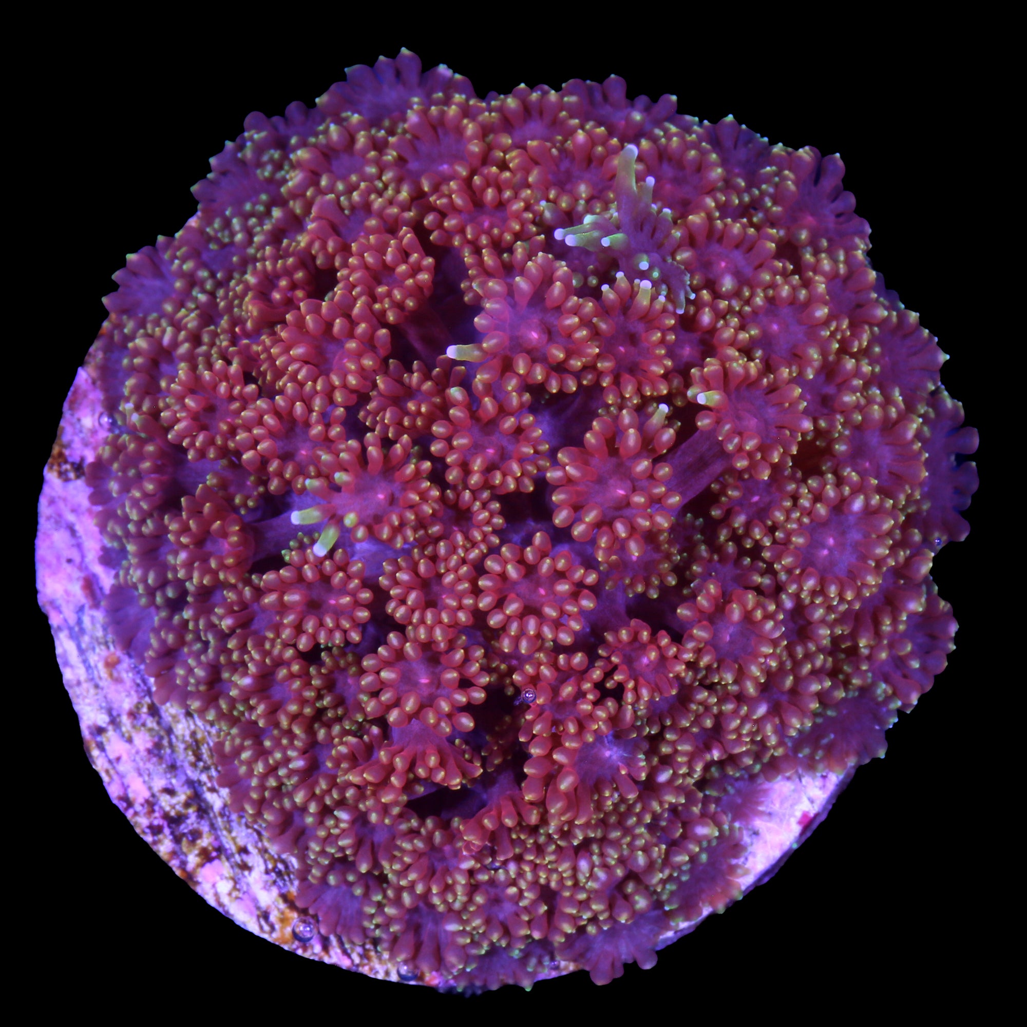 Rainbow Bernadrpora Coral
