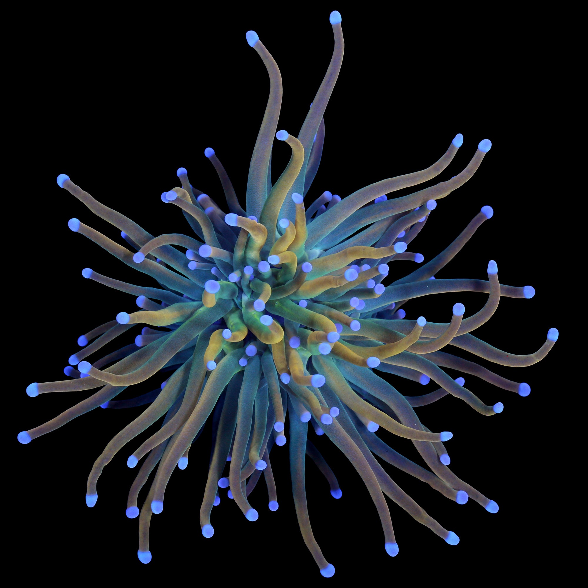 Rapunzel Torch Coral
