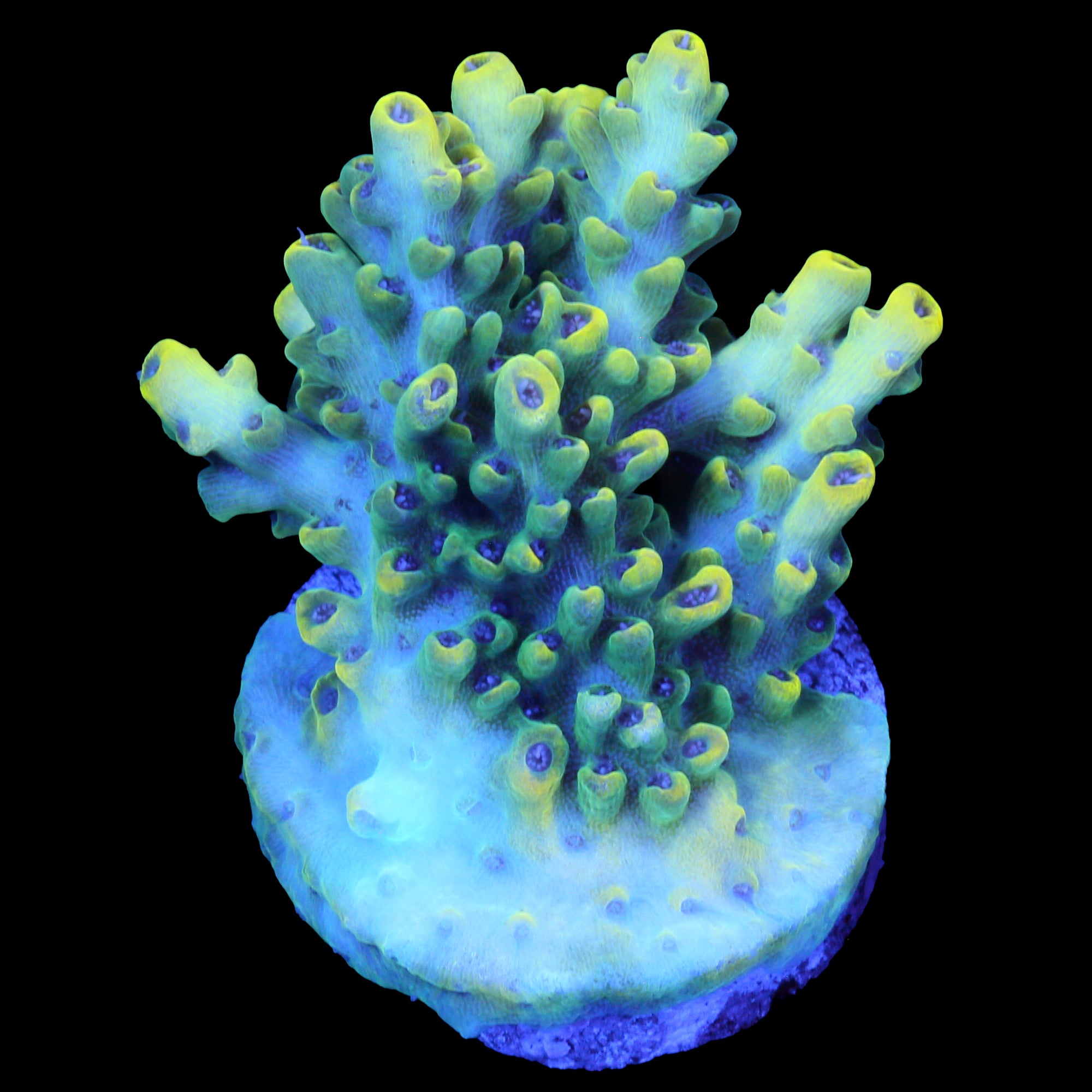 Pink Floyd Acropora Coral