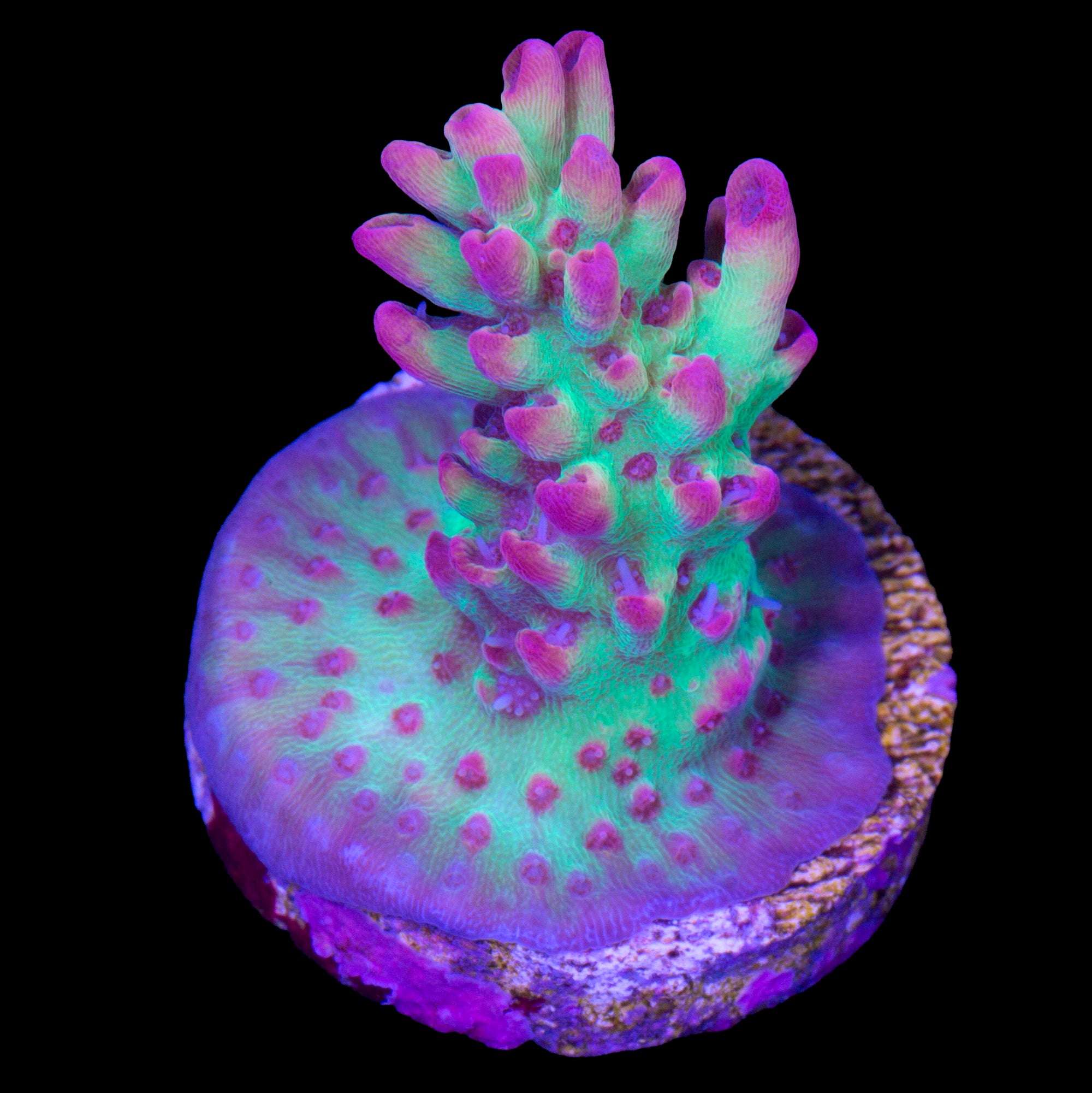 Ultimate Strawberry Shortcake Coral