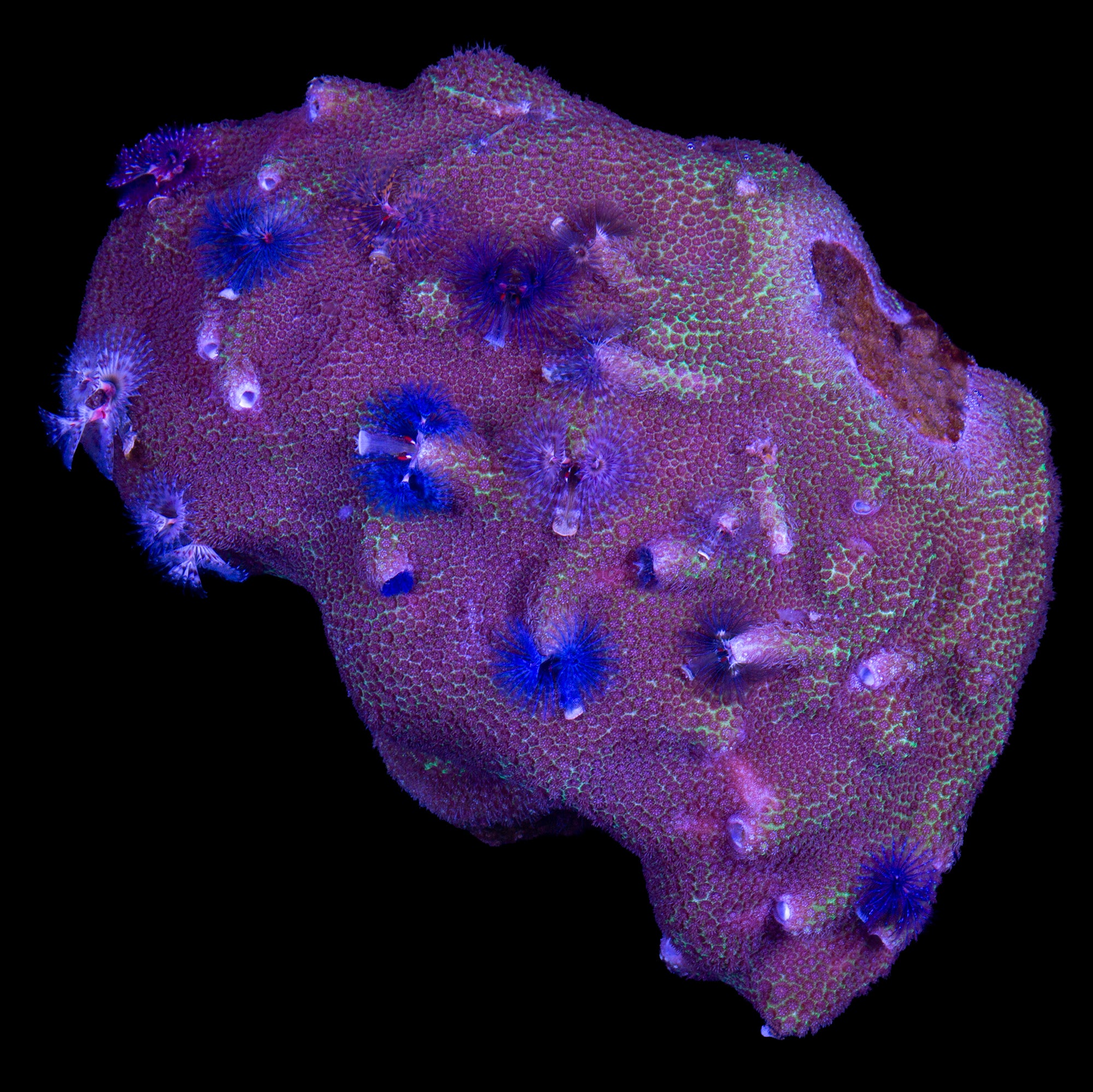 Christmas Tree Worm Rock