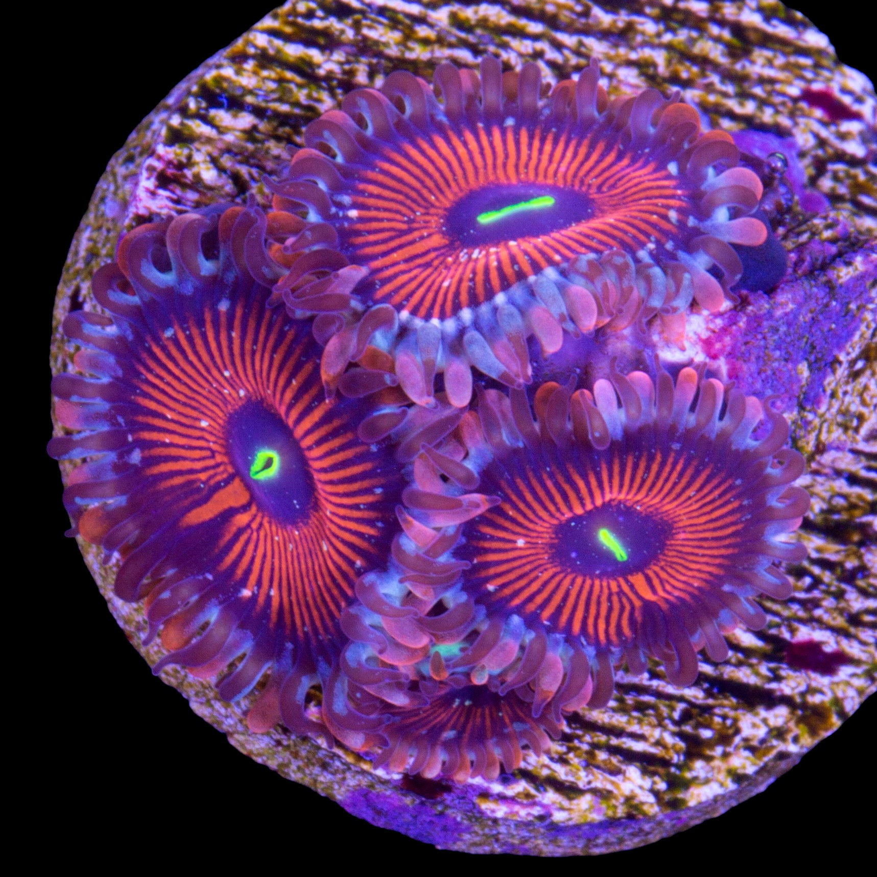 Vivid's Agave Zoanthid Coral