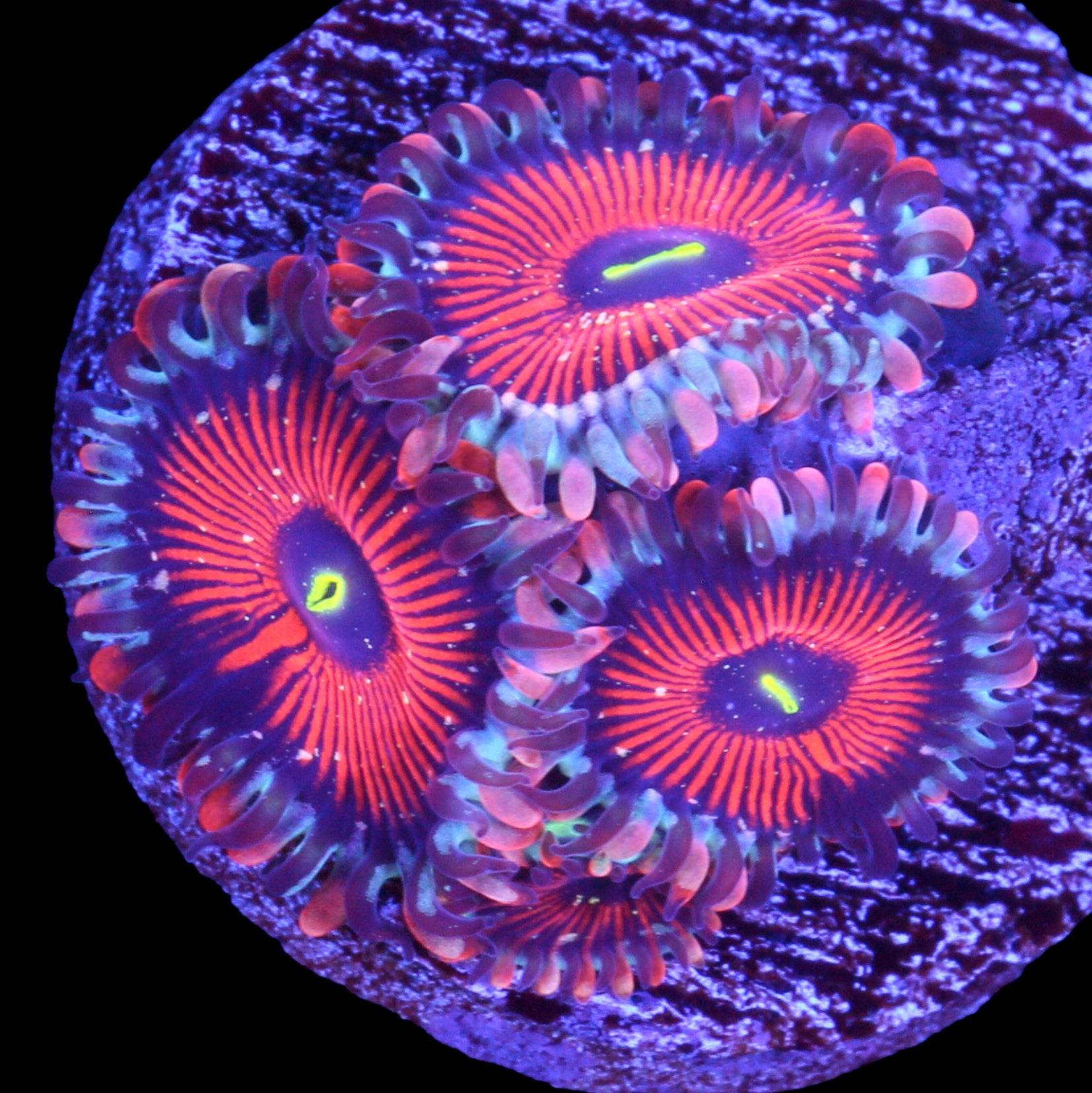 Vivid's Agave Zoanthid Coral