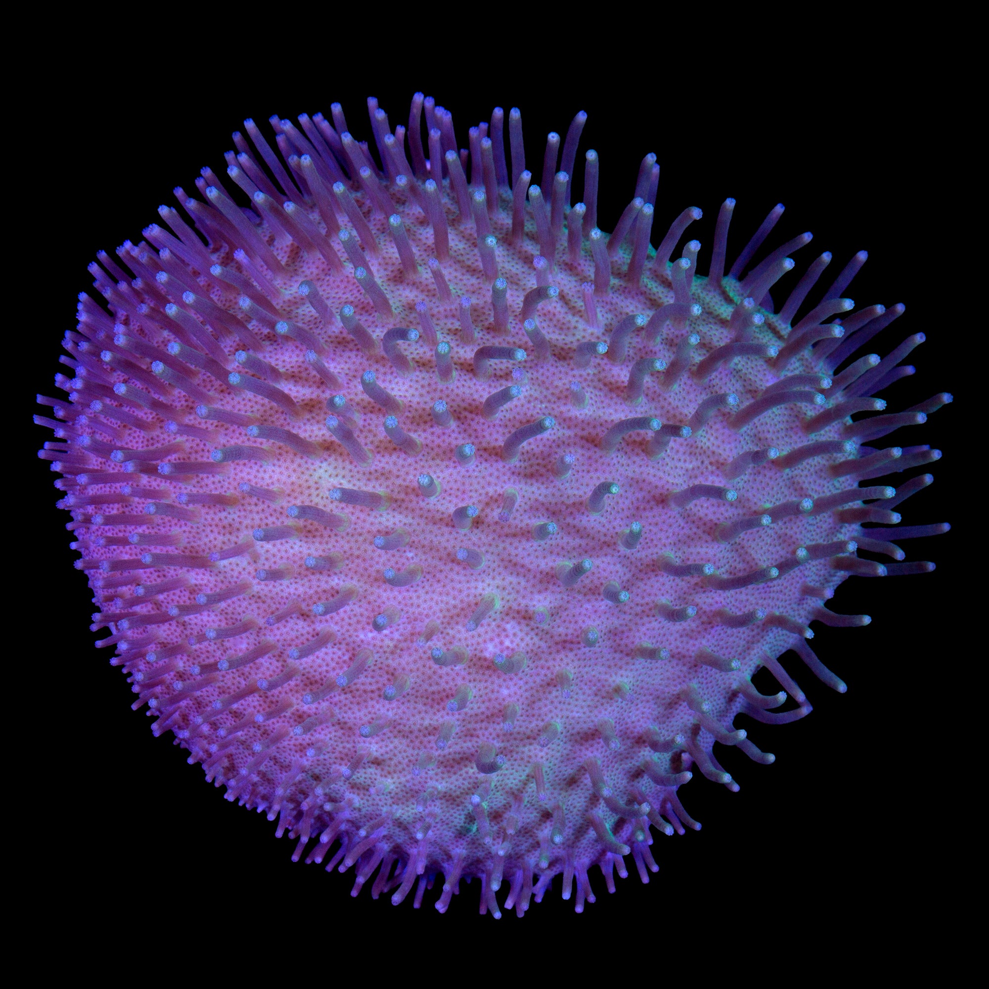 Toadstool Leather Coral