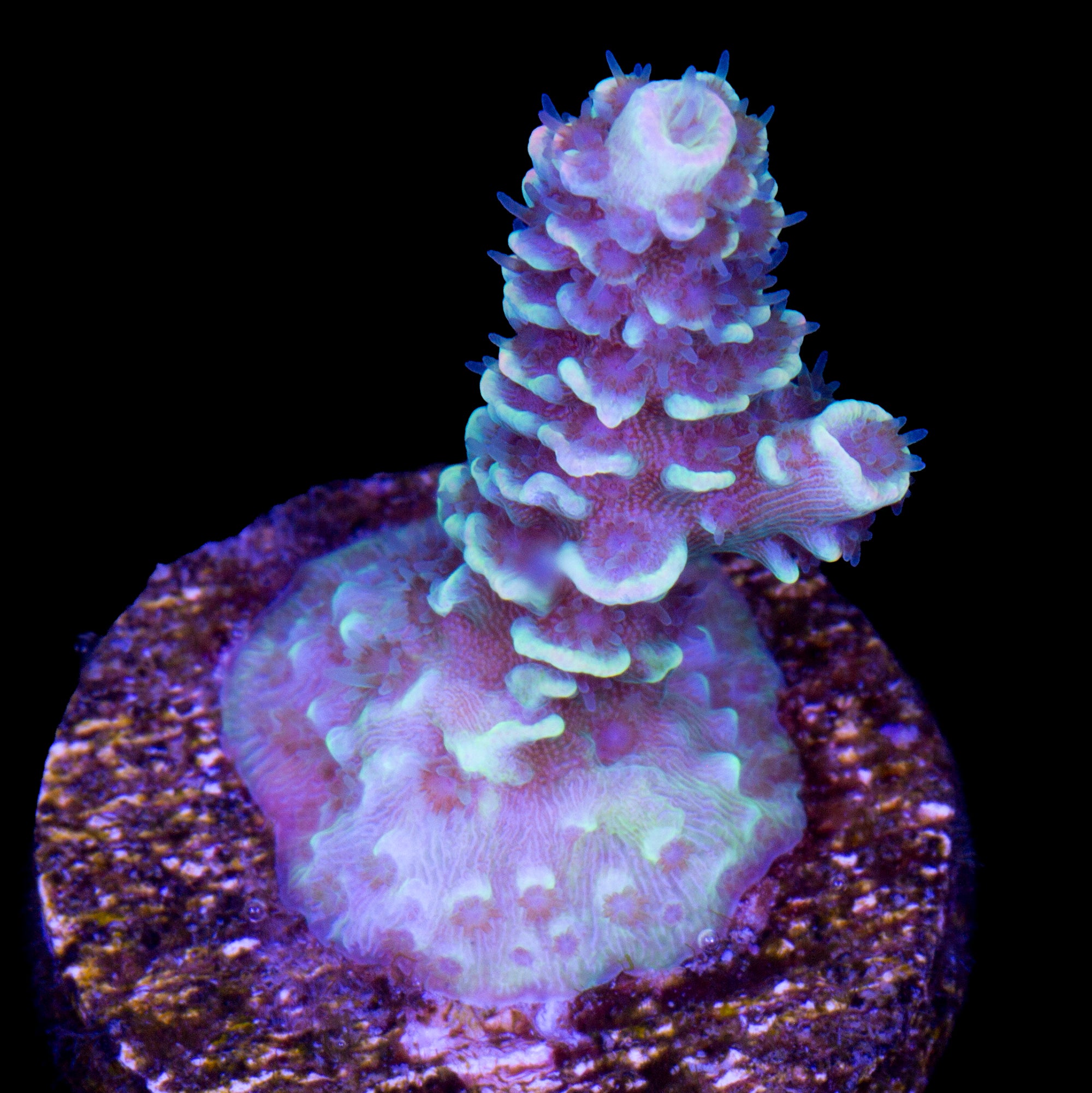 BK Chem Fruit Loops Acropora Coral
