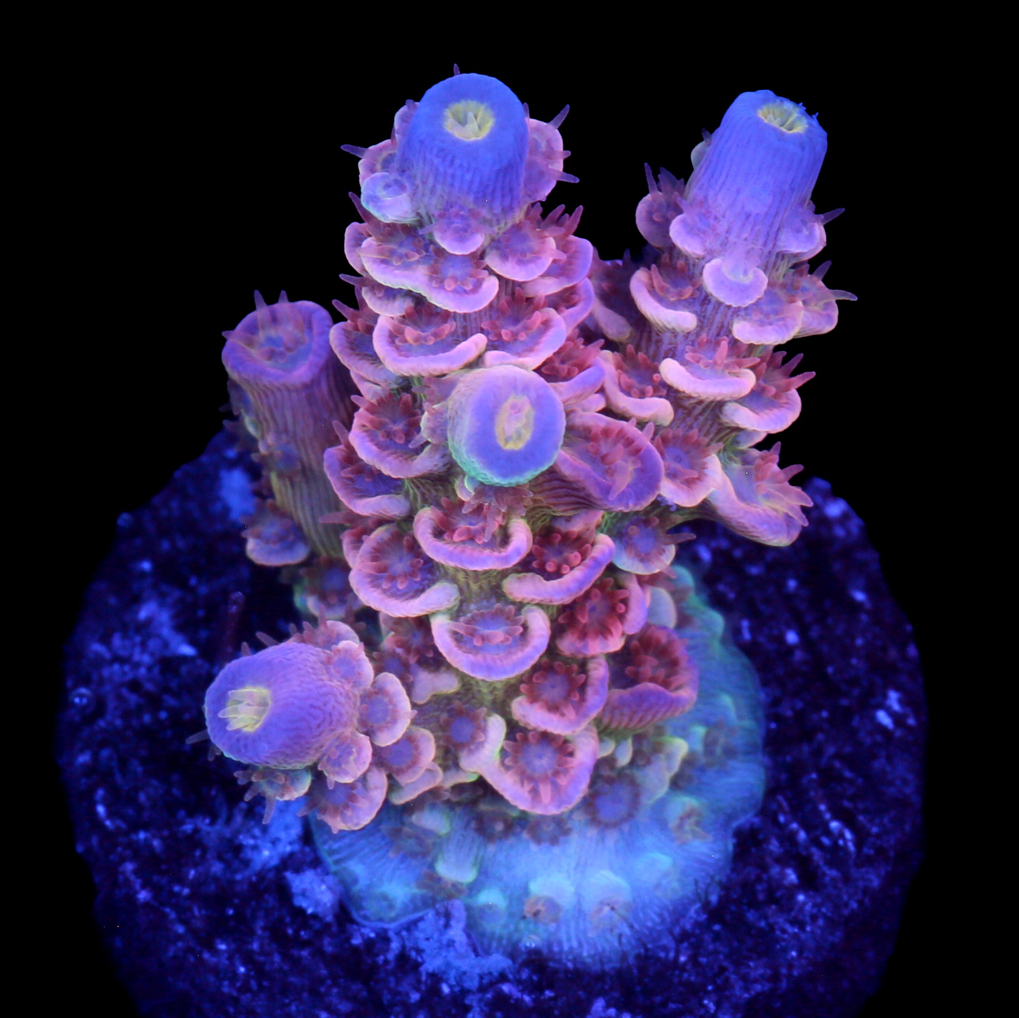 Superbird Acropora Coral - Chunky Frag - 800 Grown