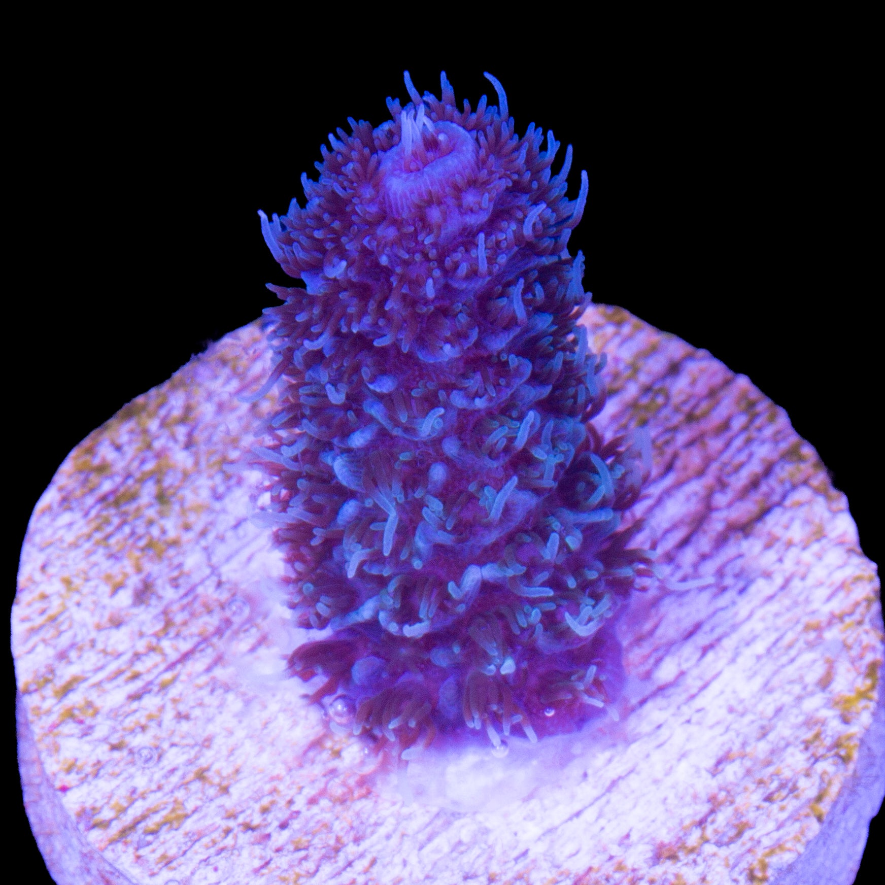 Vivid's Sapphire Blue Millepora Acropora Coral - 800 Grown