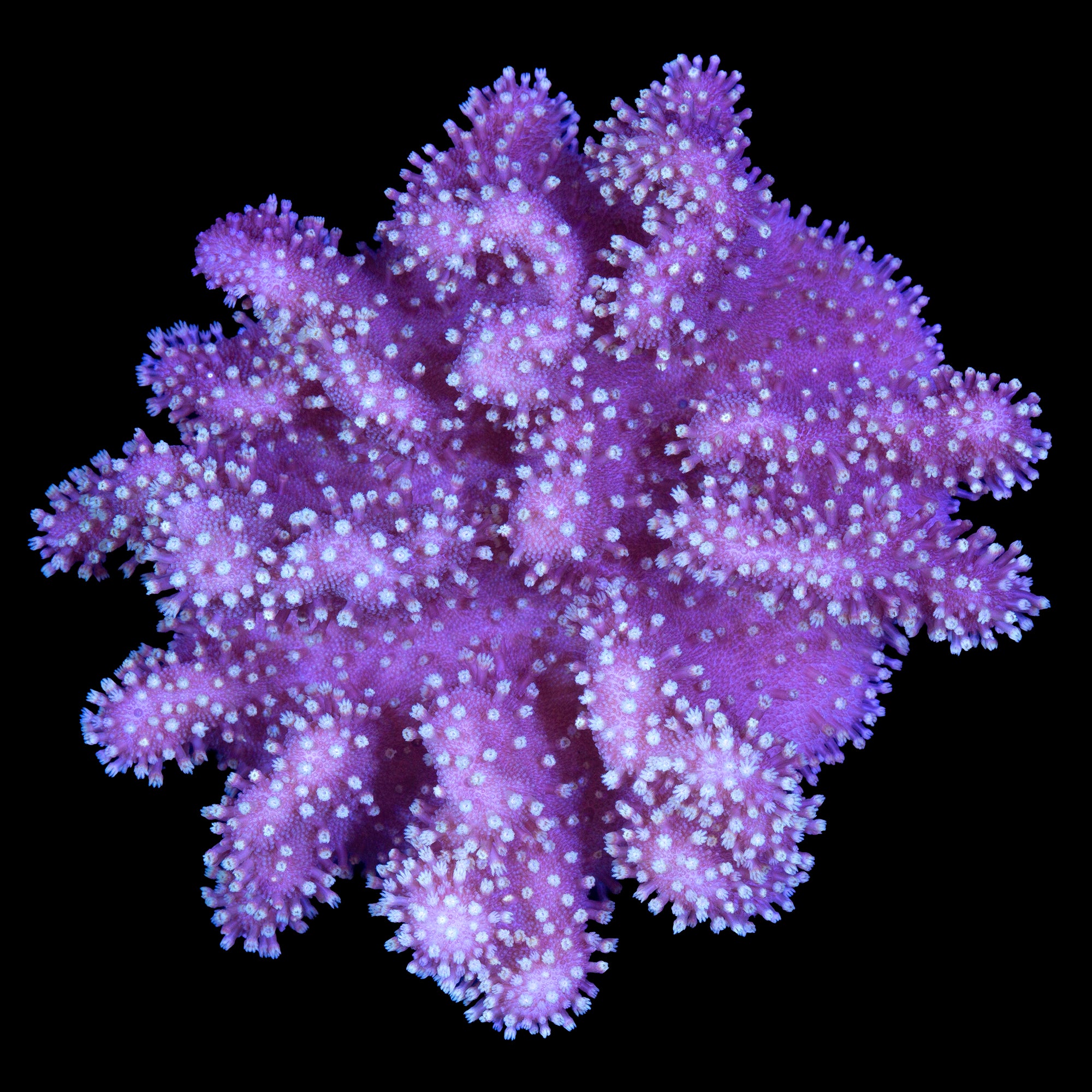 Crown Leather Coral