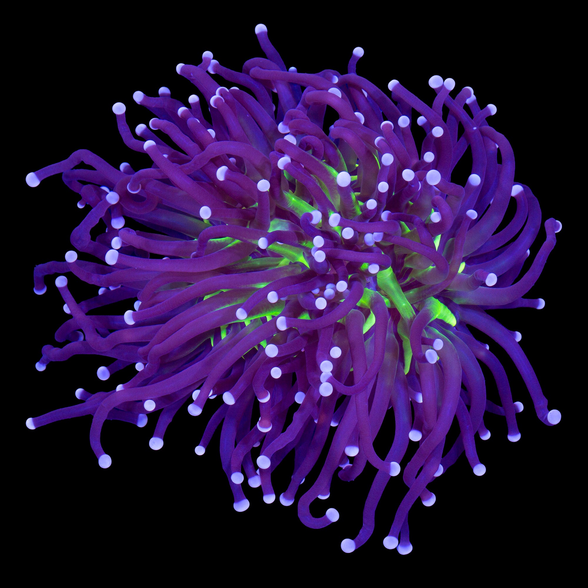 Atomic Torch Coral