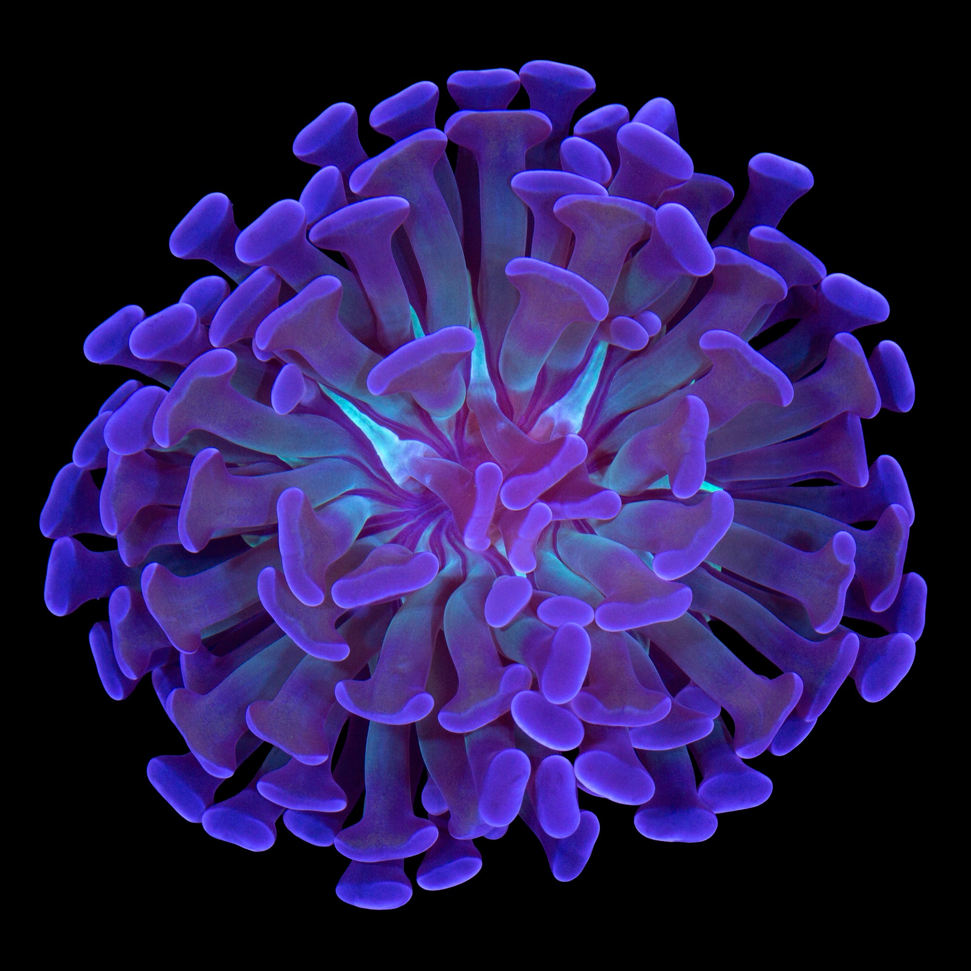 Prism Branching Hammer Coral
