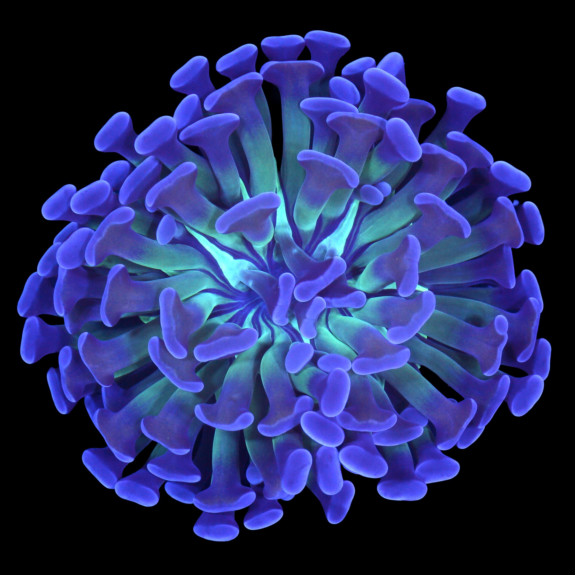 Prism Branching Hammer Coral