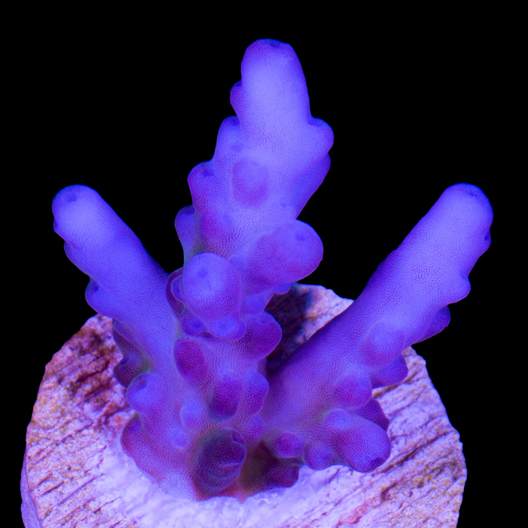 Blue Dream Acropora Coral