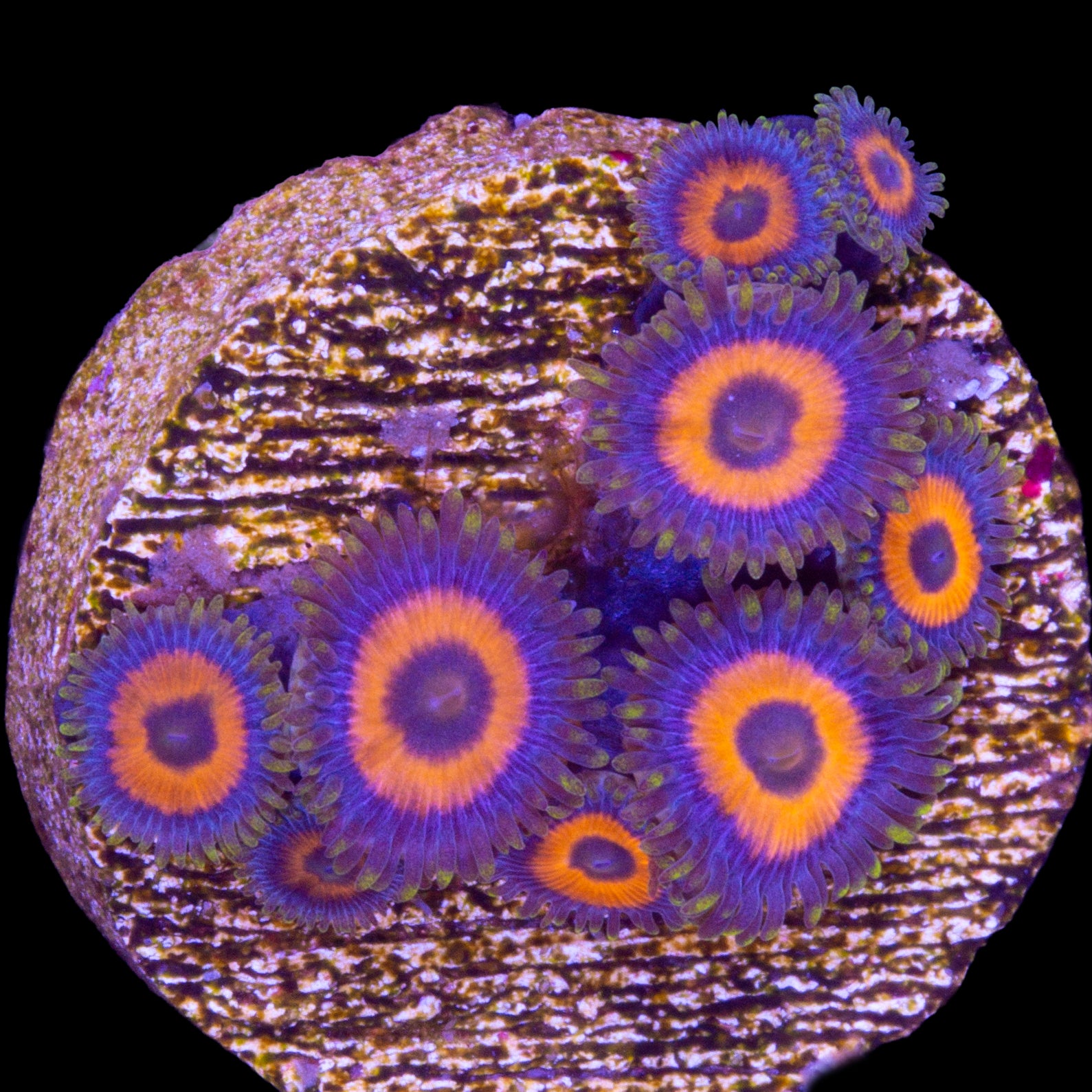 Green Flash Zoanthids