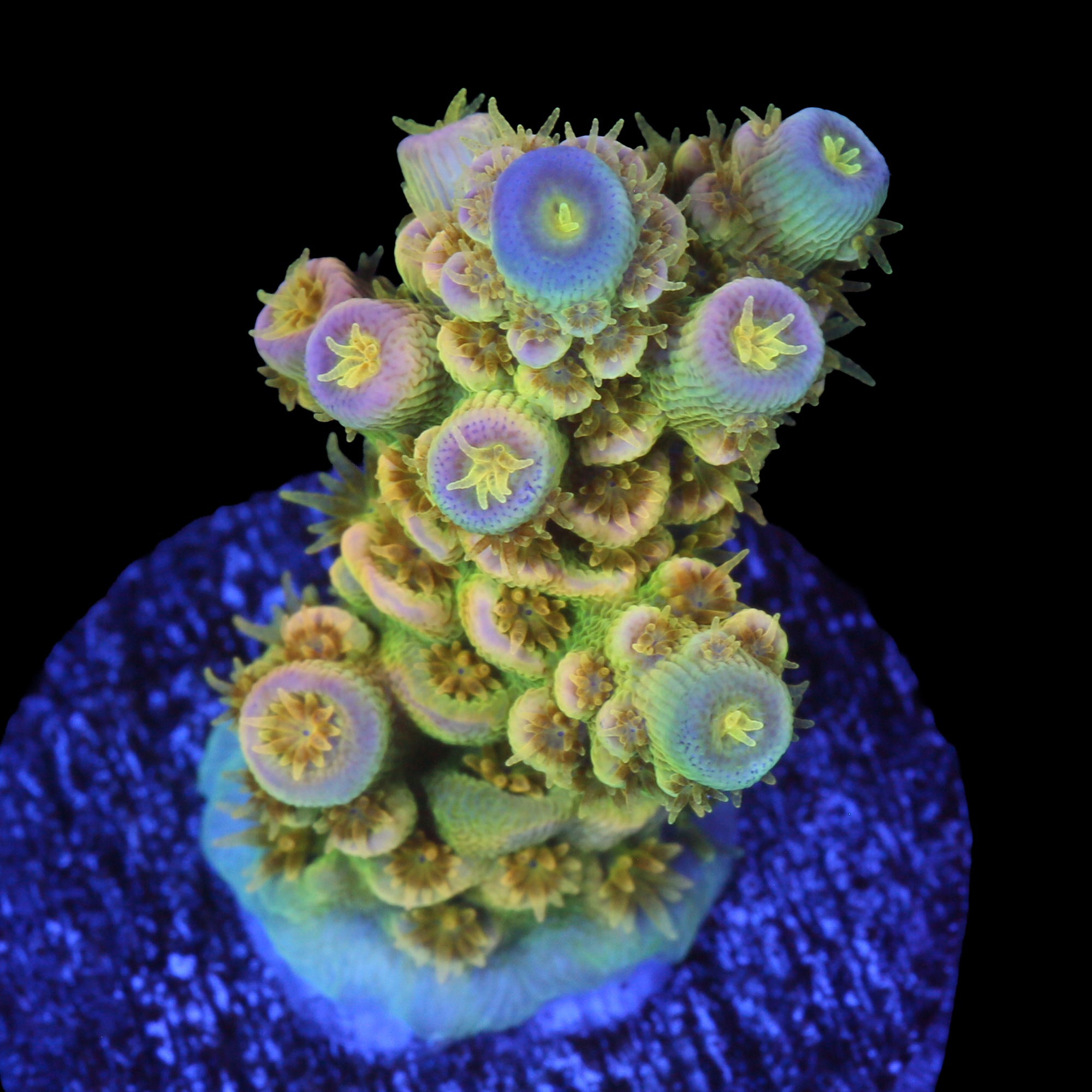 Walt Disney Acropora Coral - Chunky Frag - 800 Grown