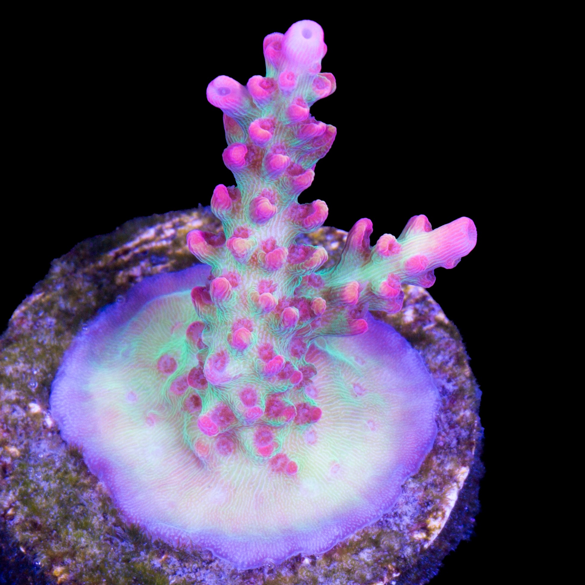 Strawberry Shortcake Acropora Coral