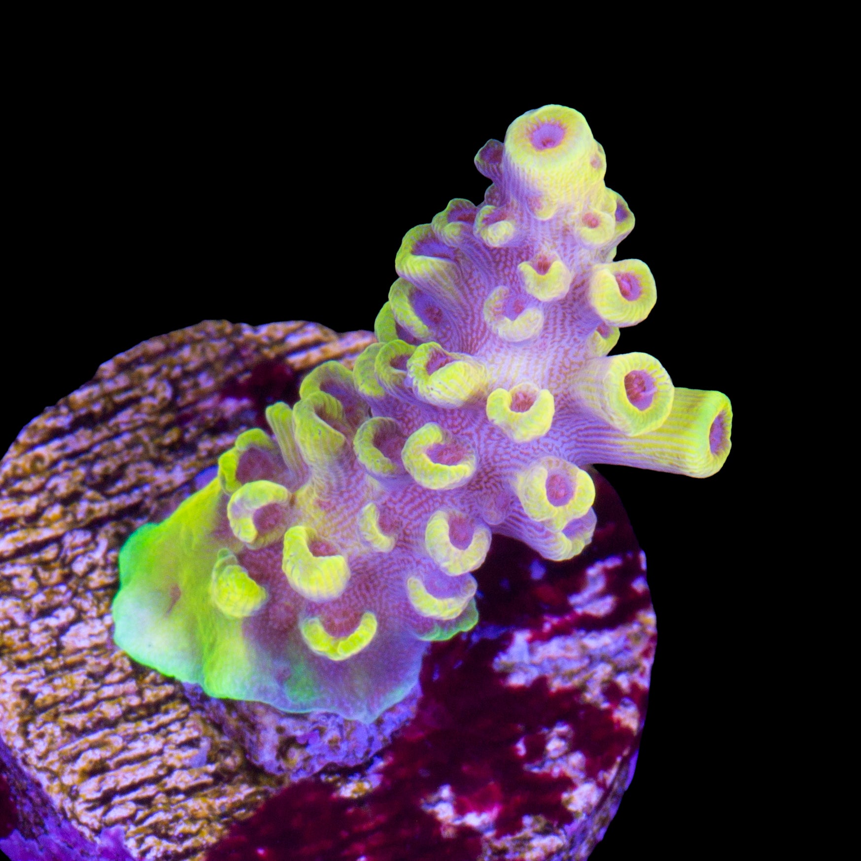 Pink Floyd Acropora Coral