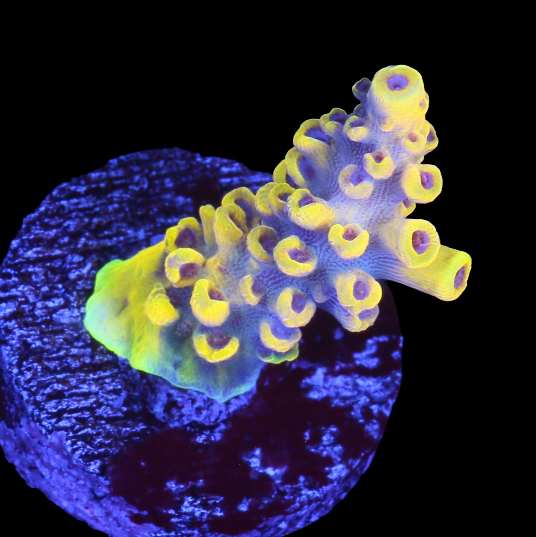 Pink Floyd Acropora Coral