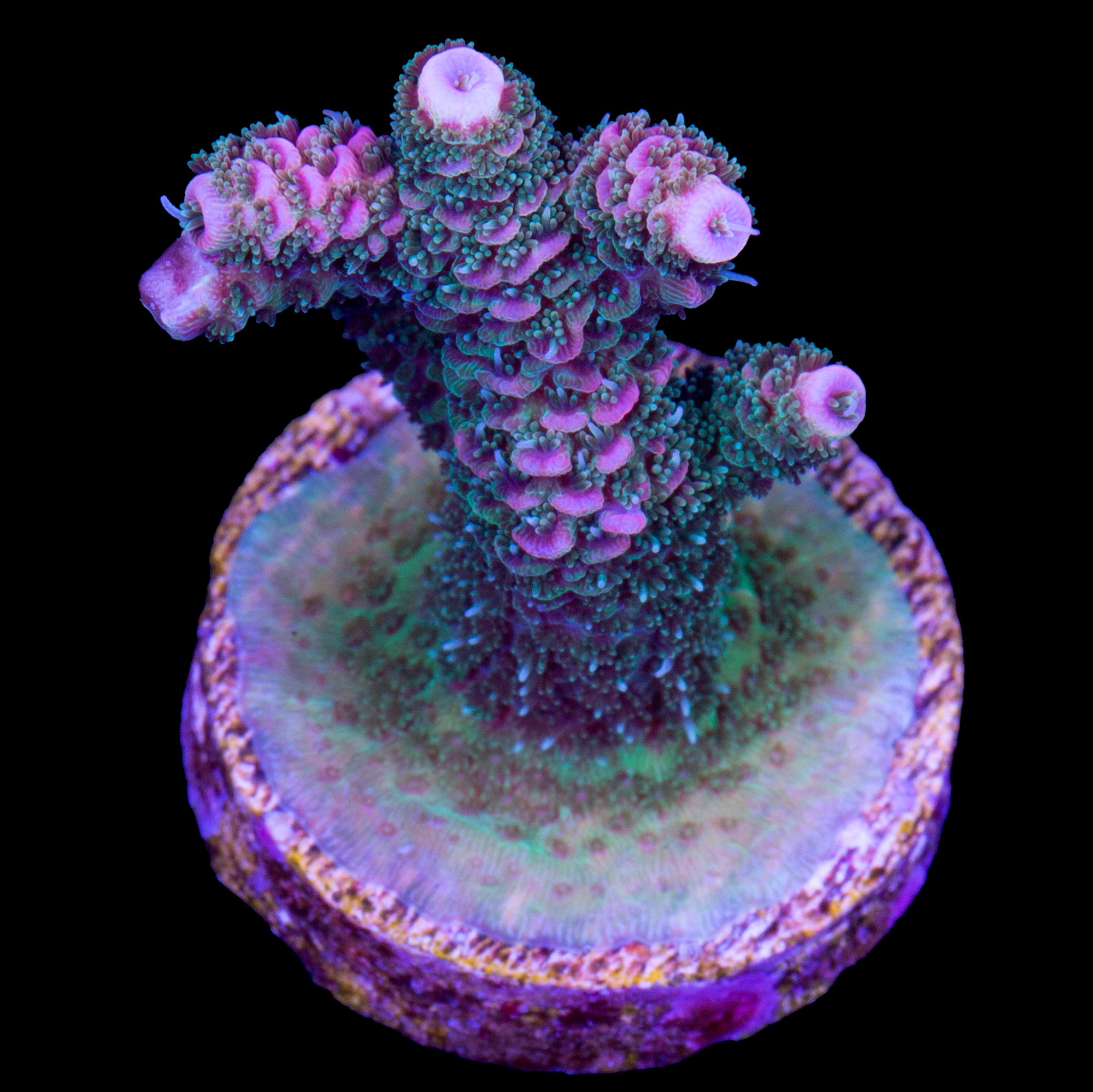 Cherry Blossom Millepora Acropora Coral