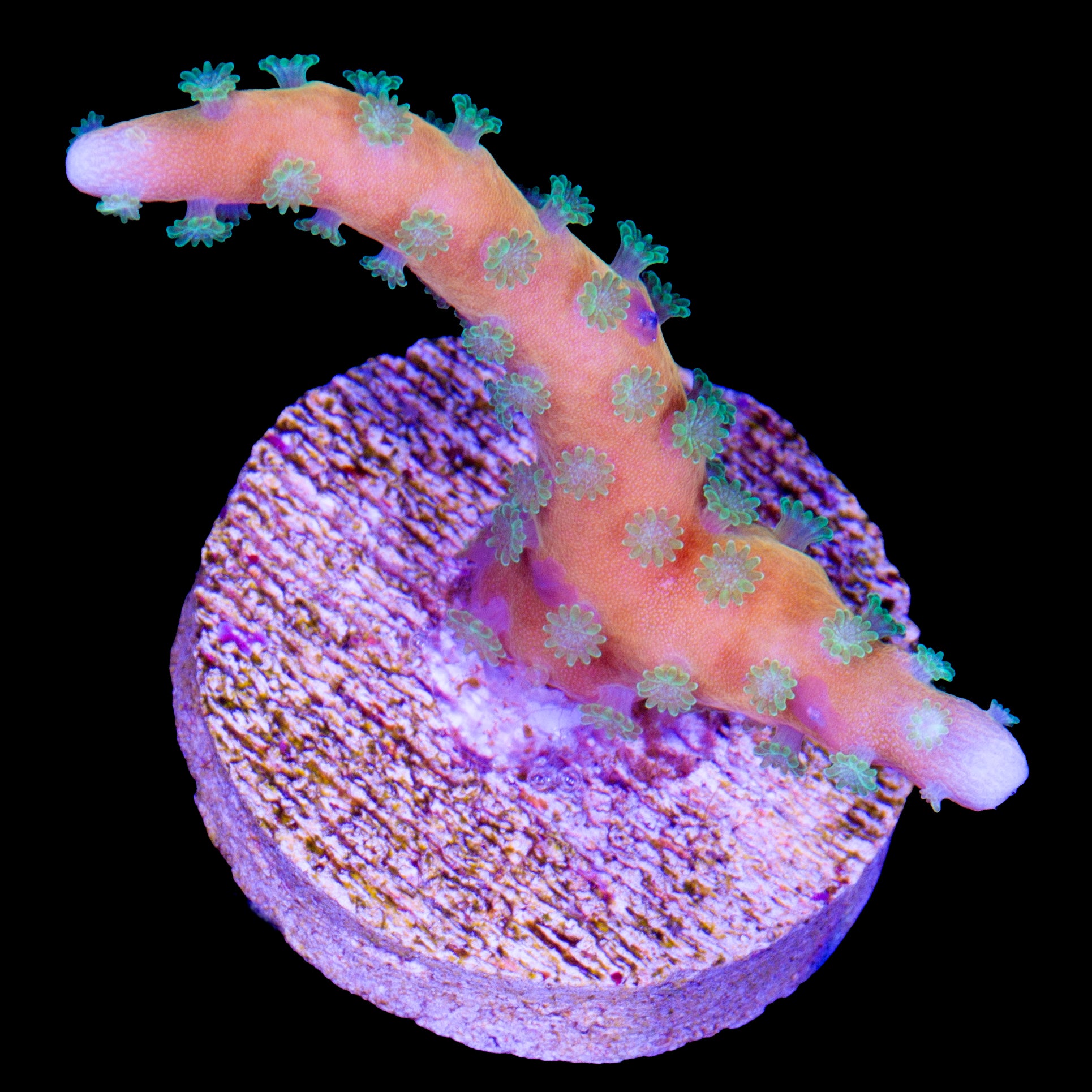 Tropicana Anacropora Coral